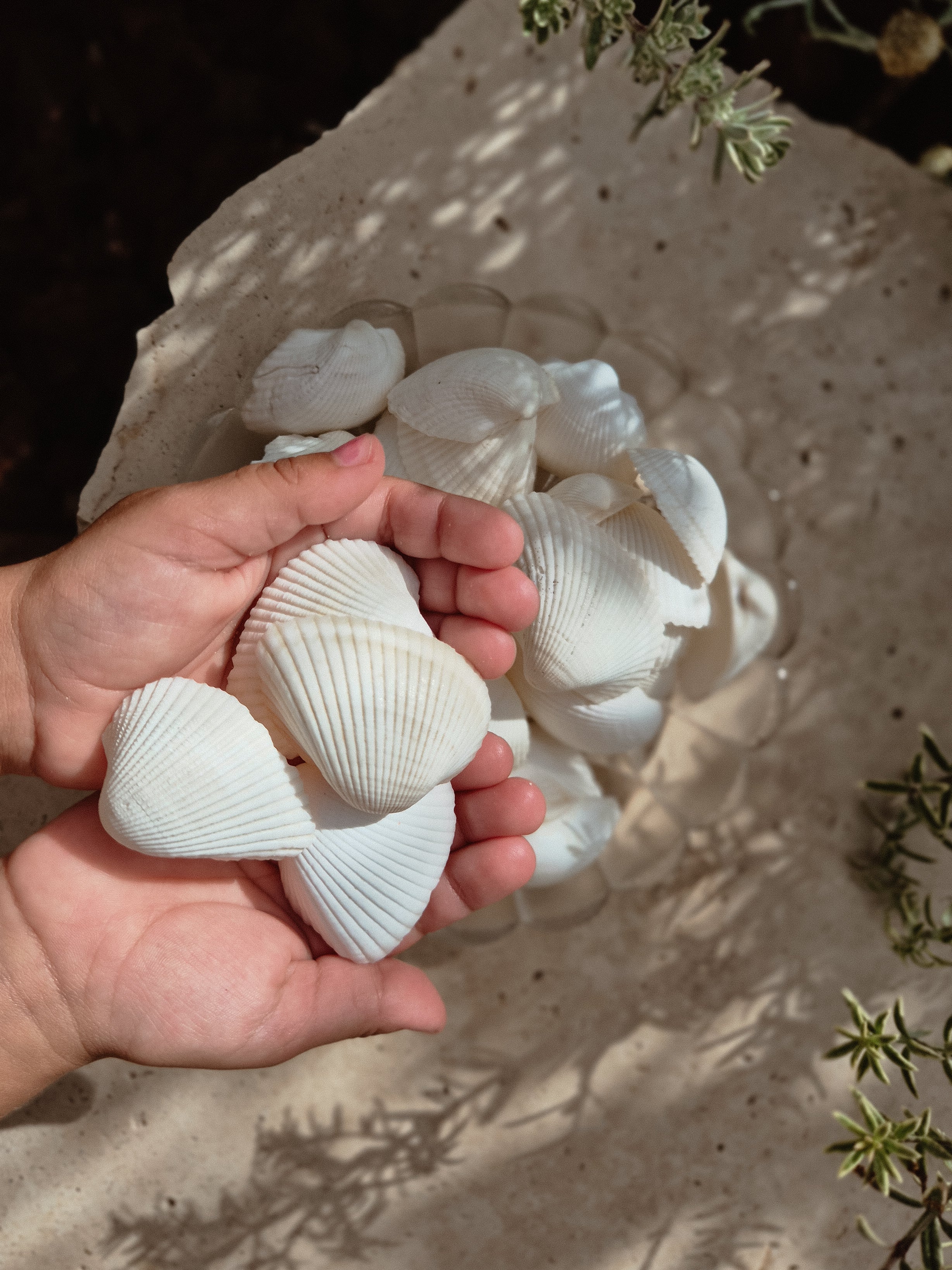 White Ark Shells