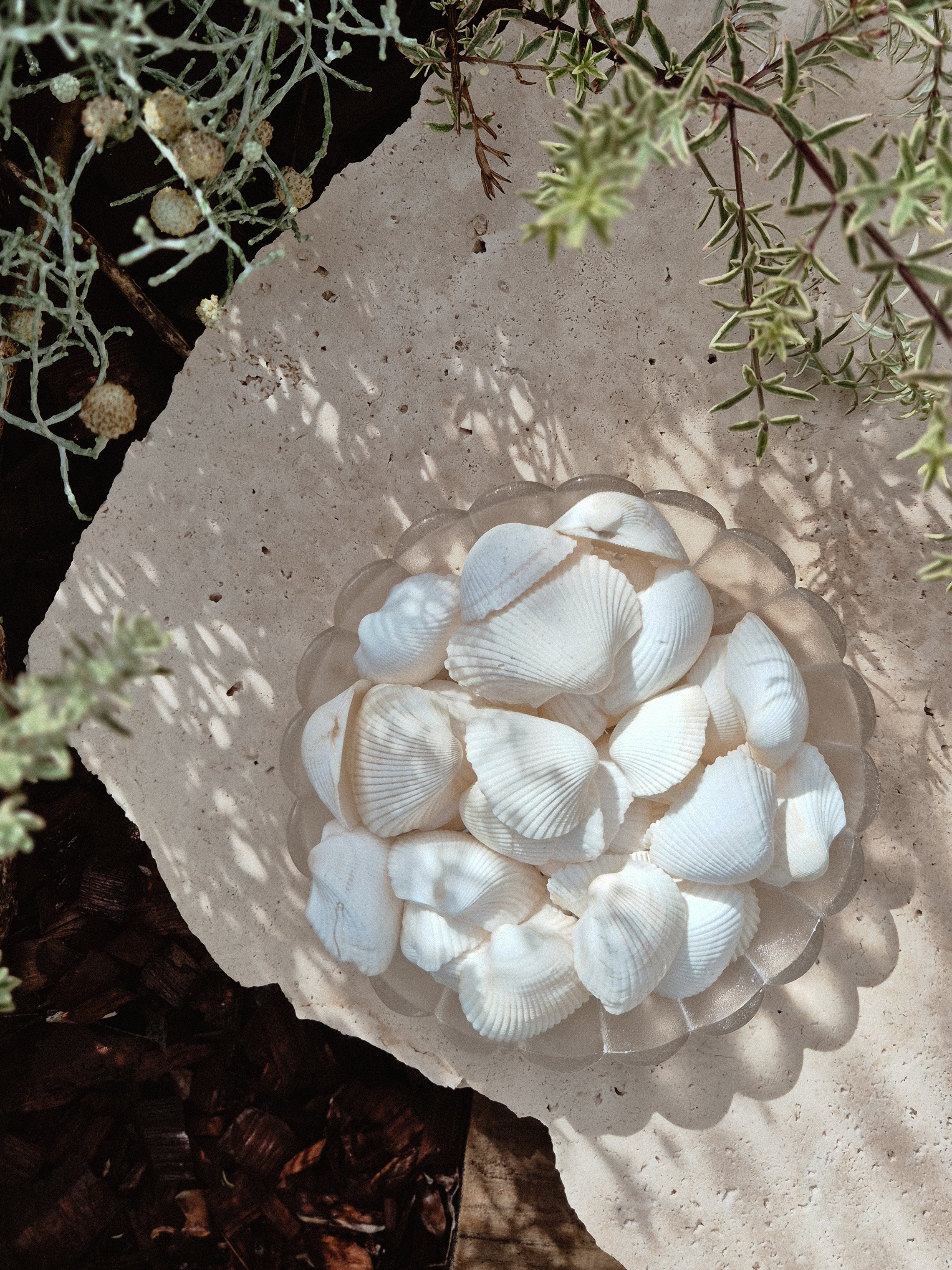 White Ark Shells