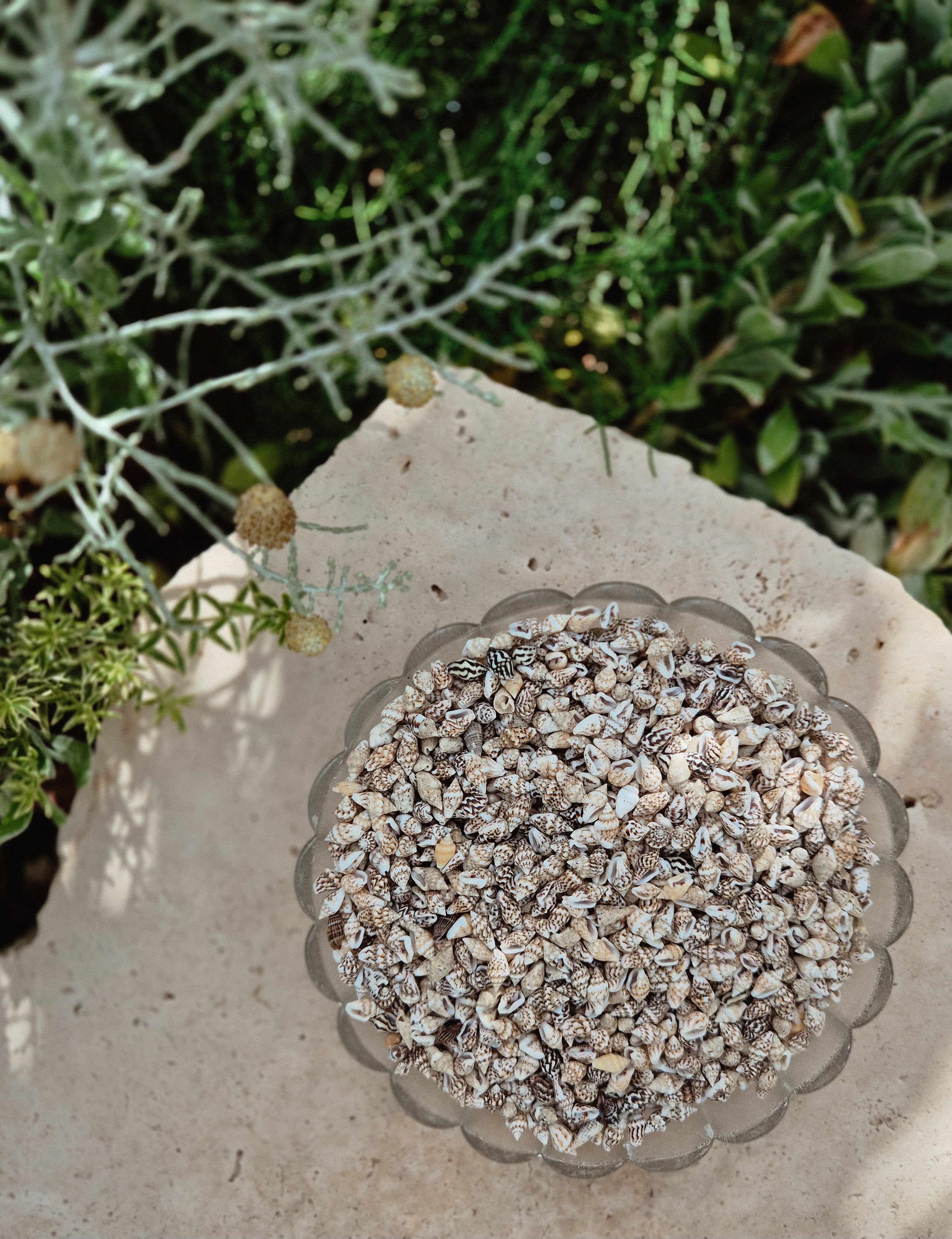 Natural Nassa Shells