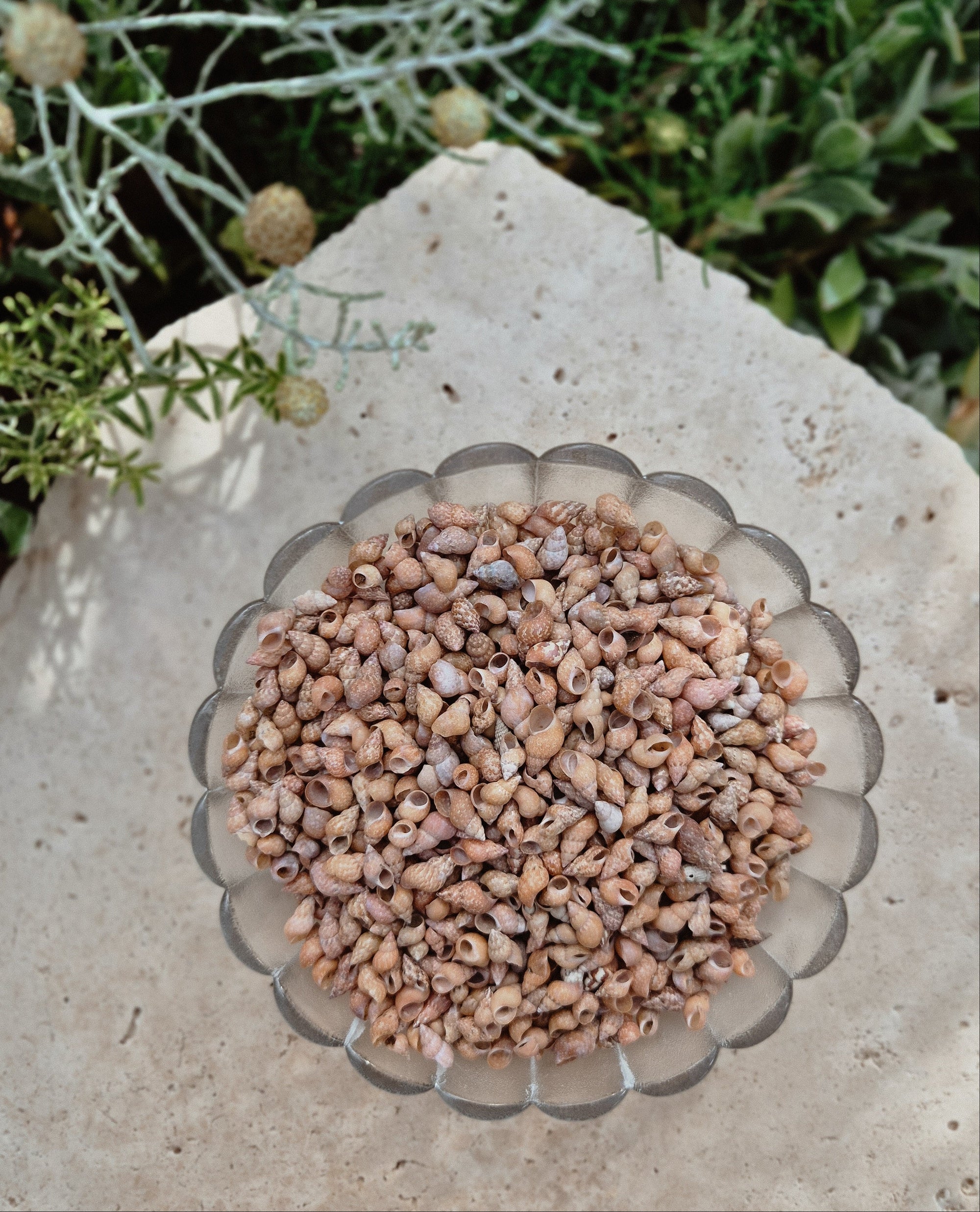 Phasianella Aethiopicus Shells