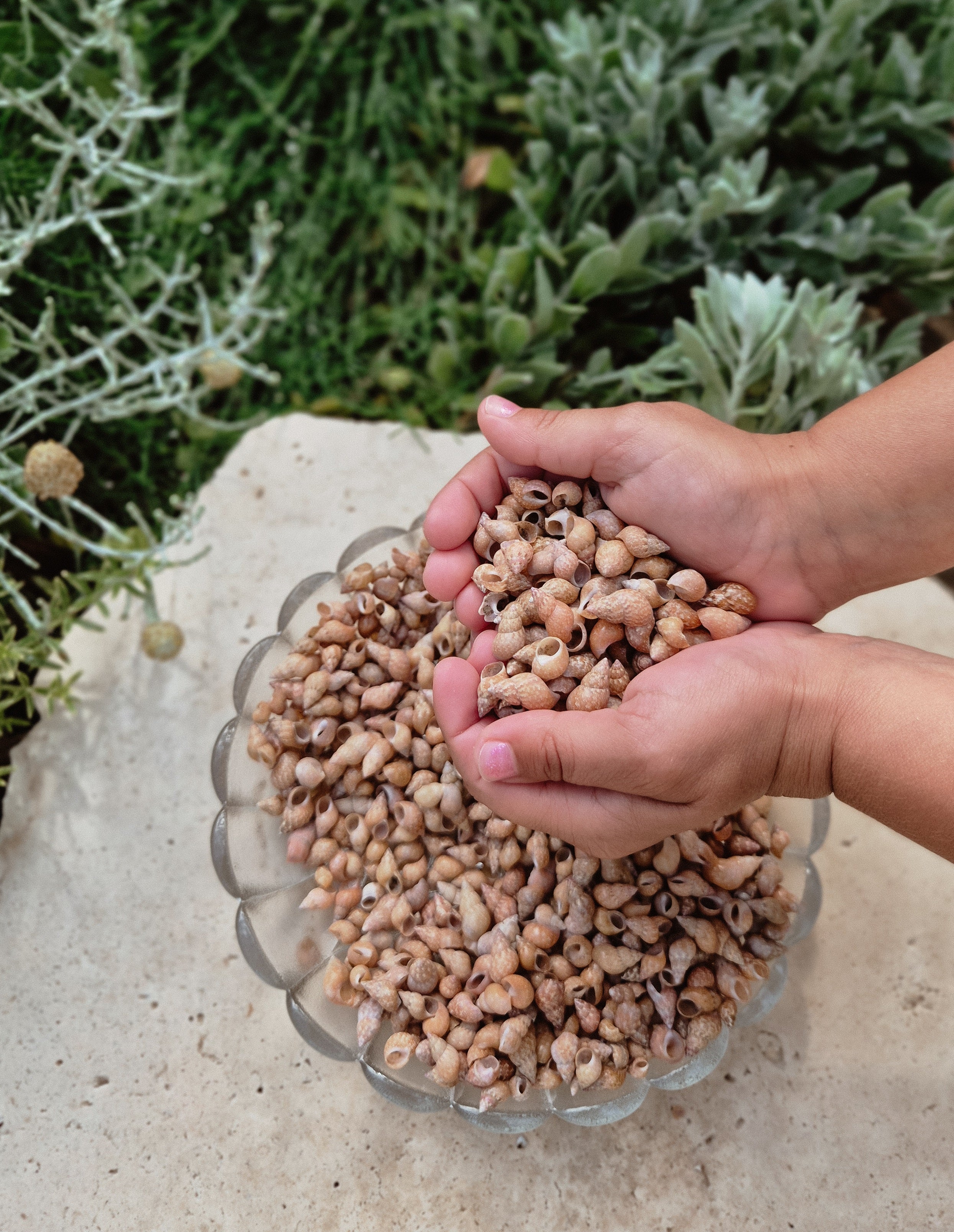 Phasianella Aethiopicus Shells