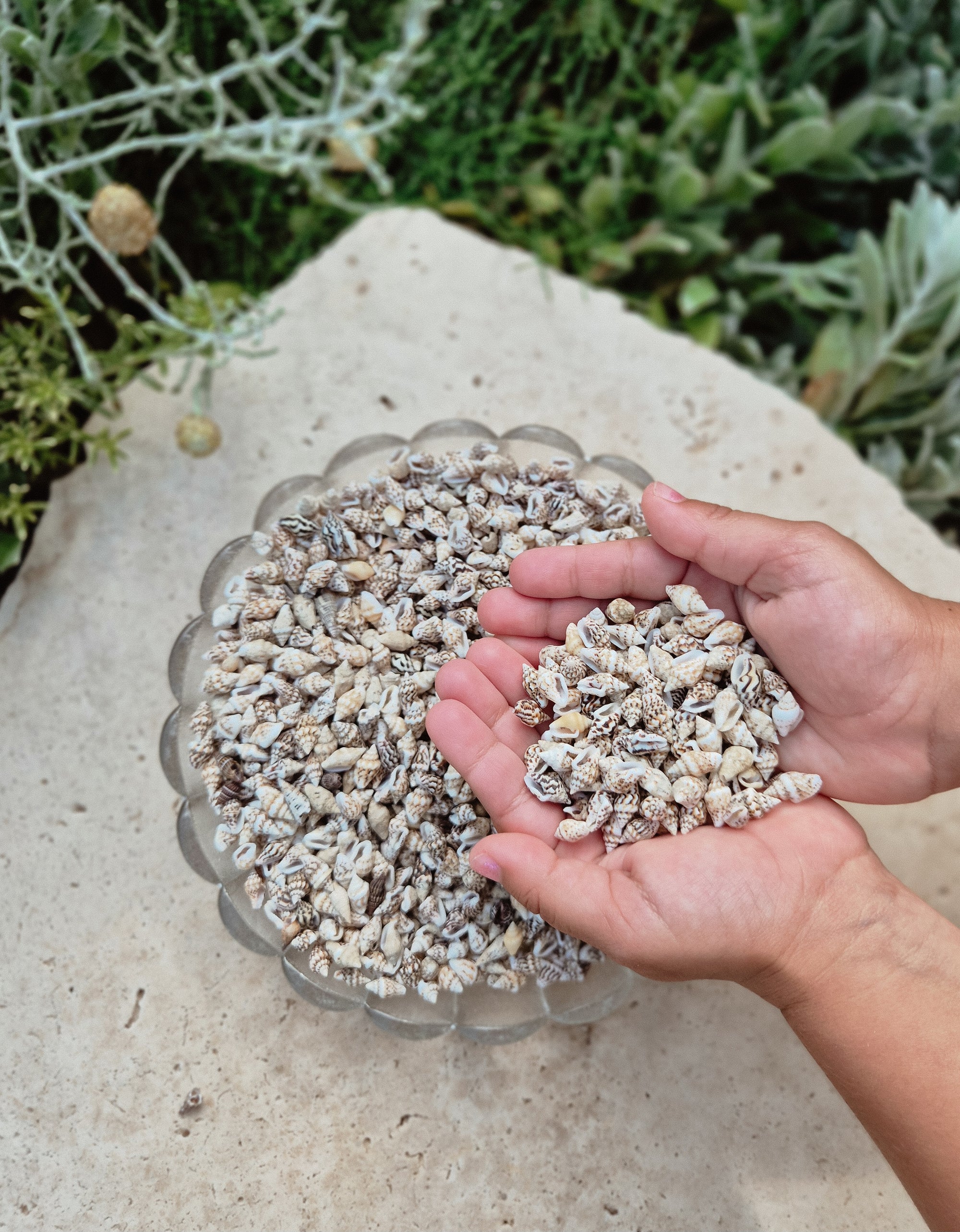 Natural Nassa Shells