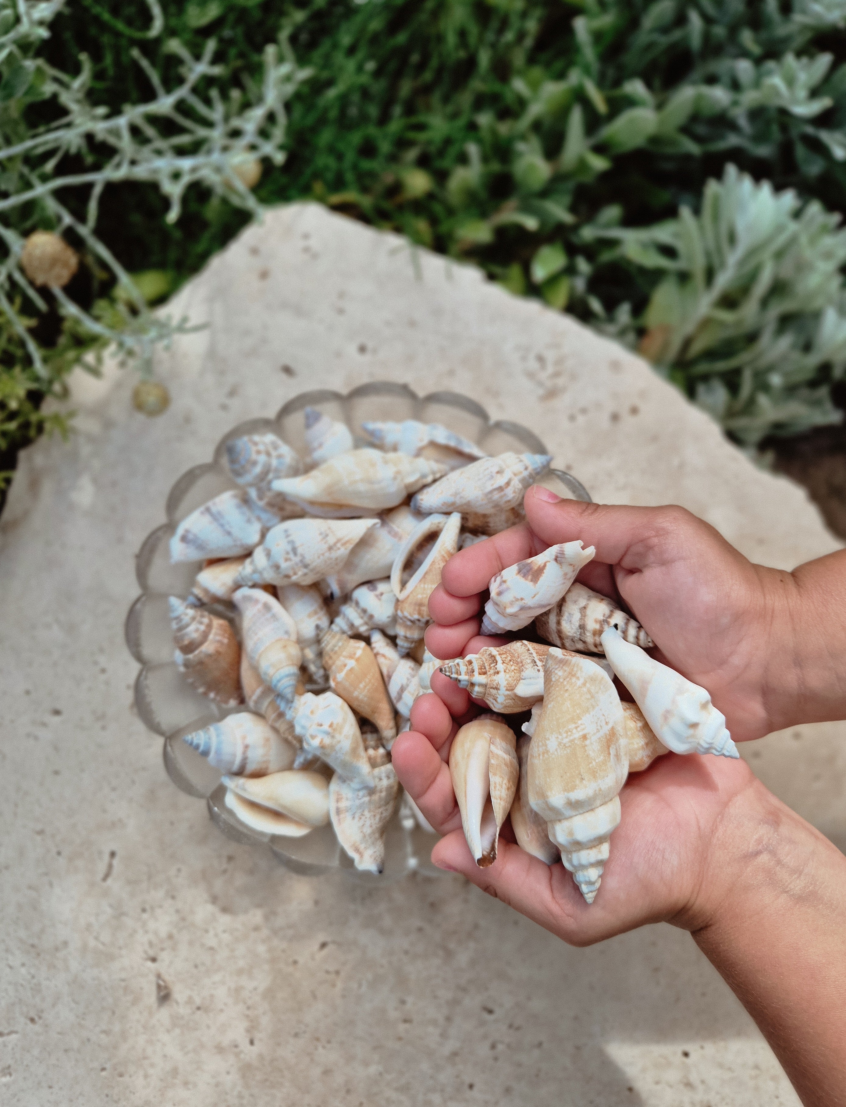 Strombus Urceus Shells