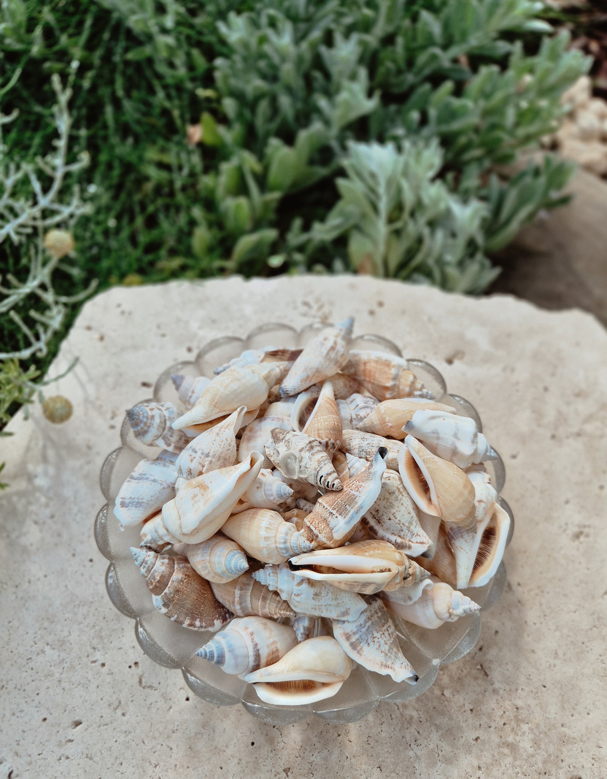 Strombus Urceus Shells