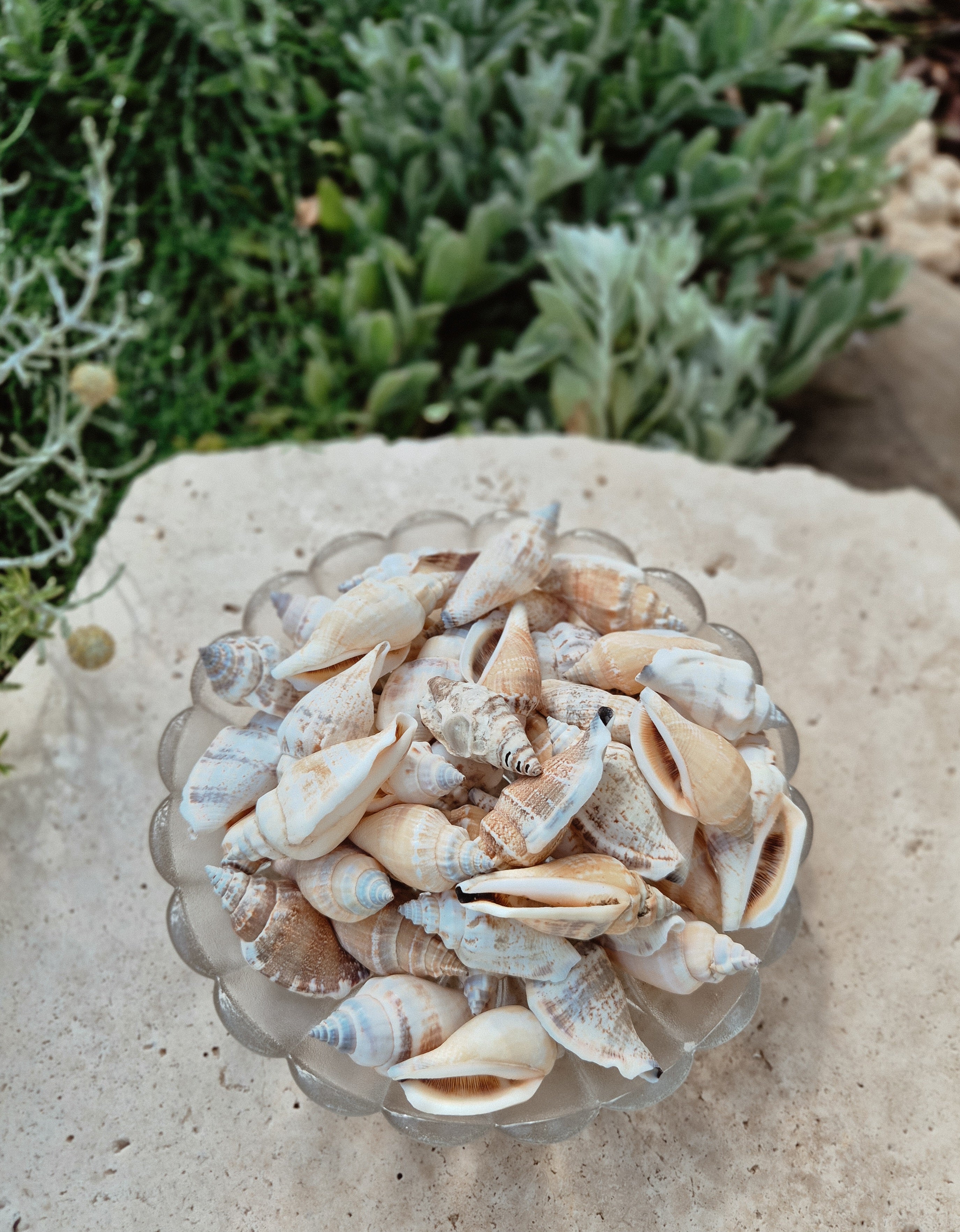 Strombus Urceus Shells