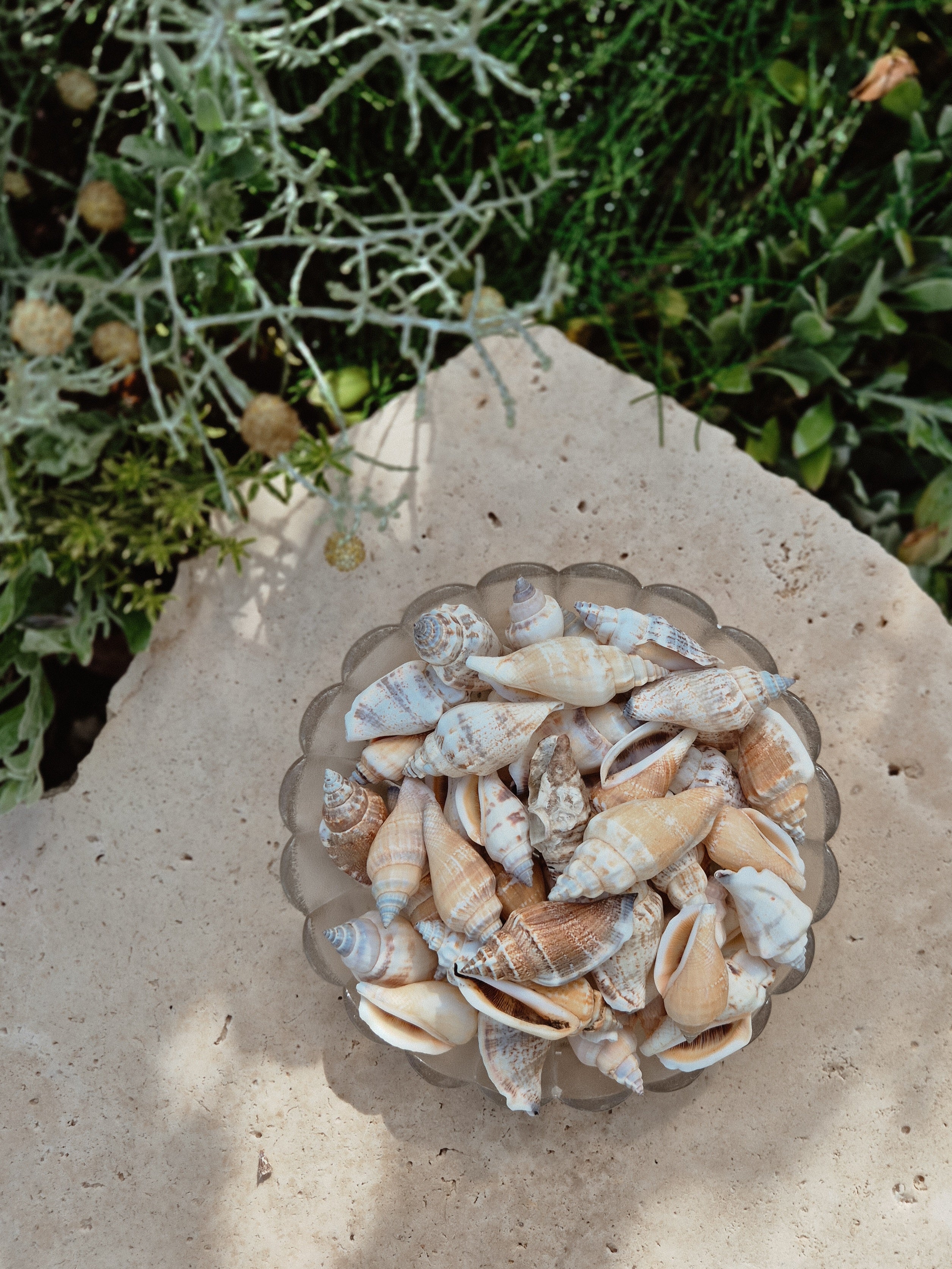 Strombus Urceus Shells