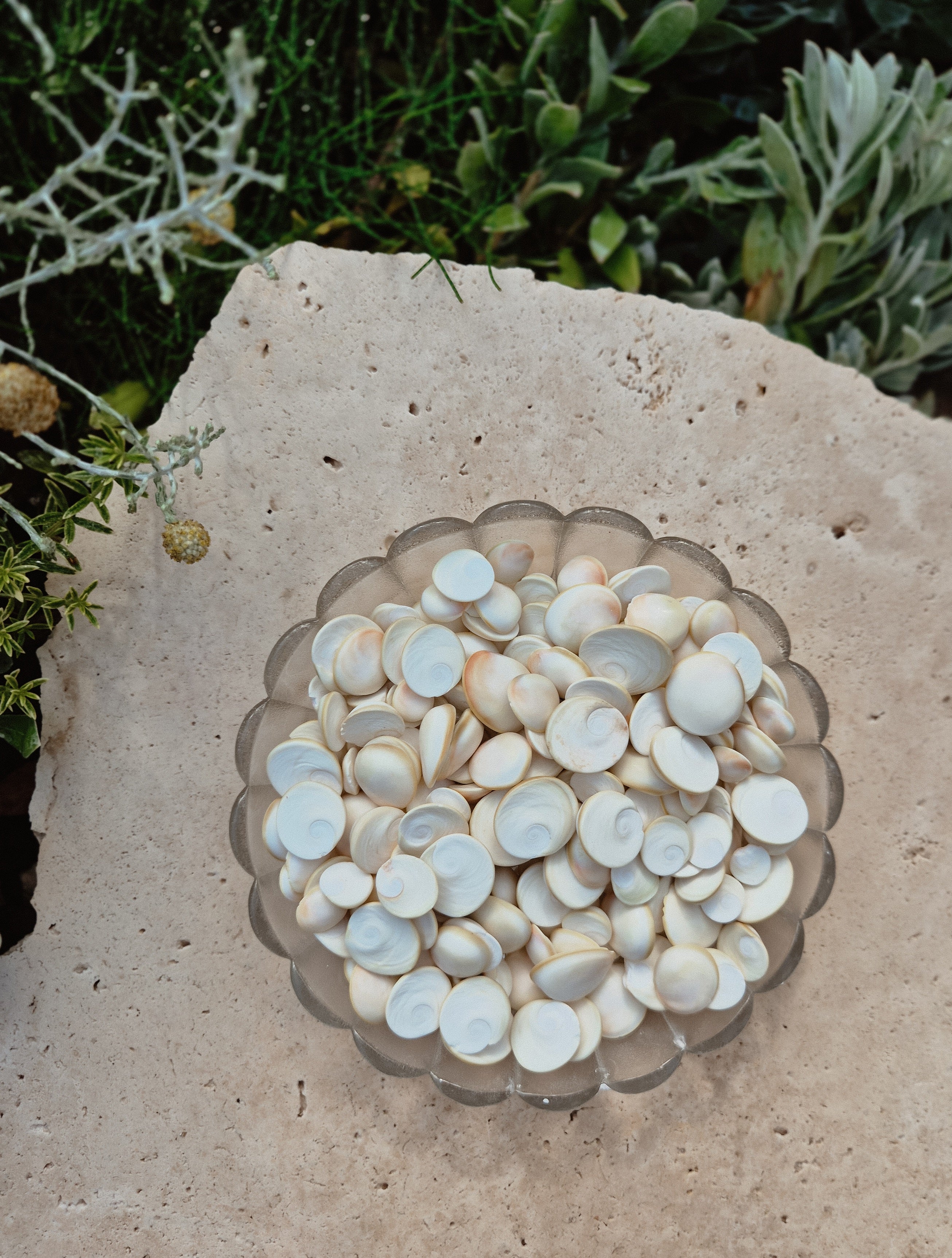 White Operculum Shells