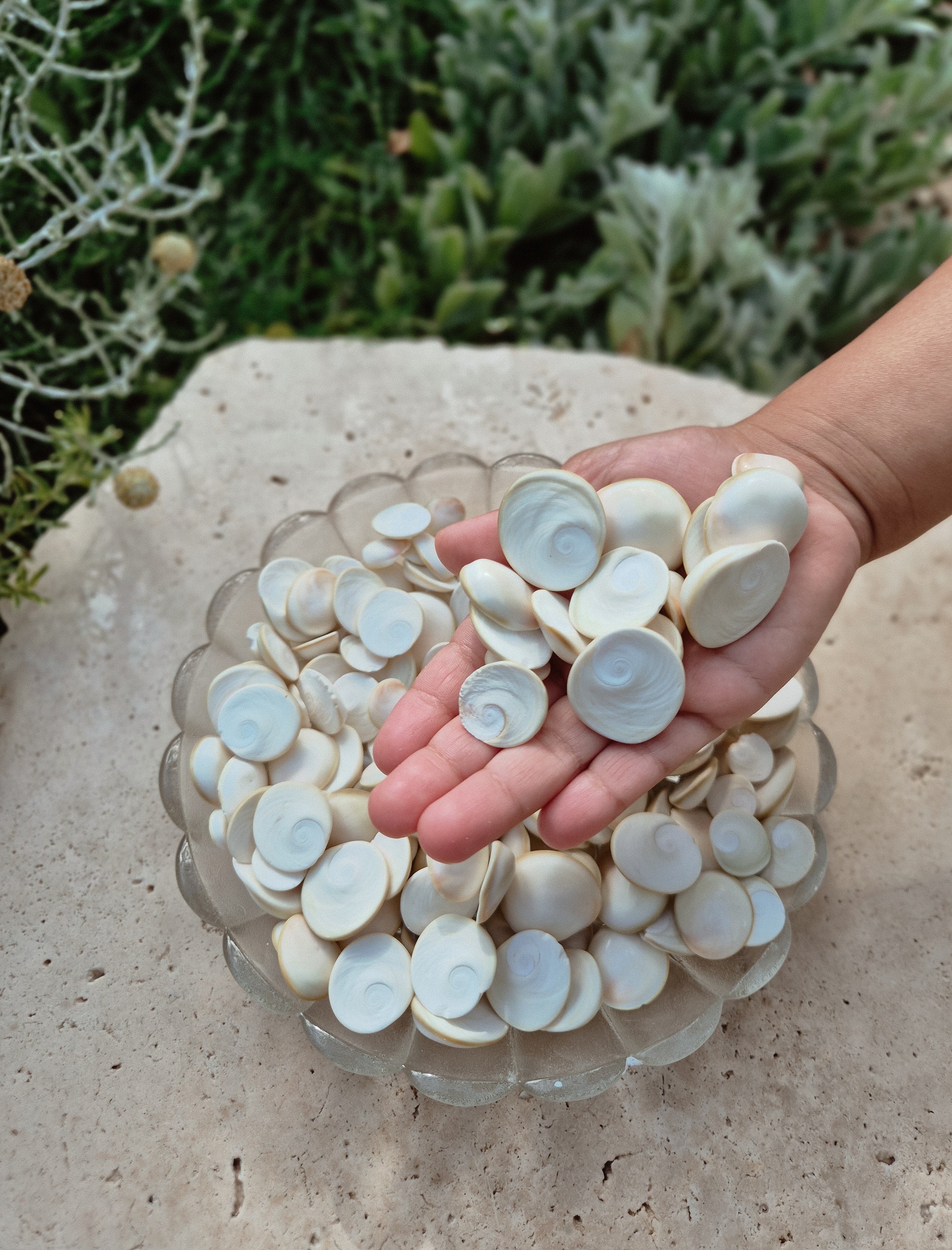 White Operculum Shells