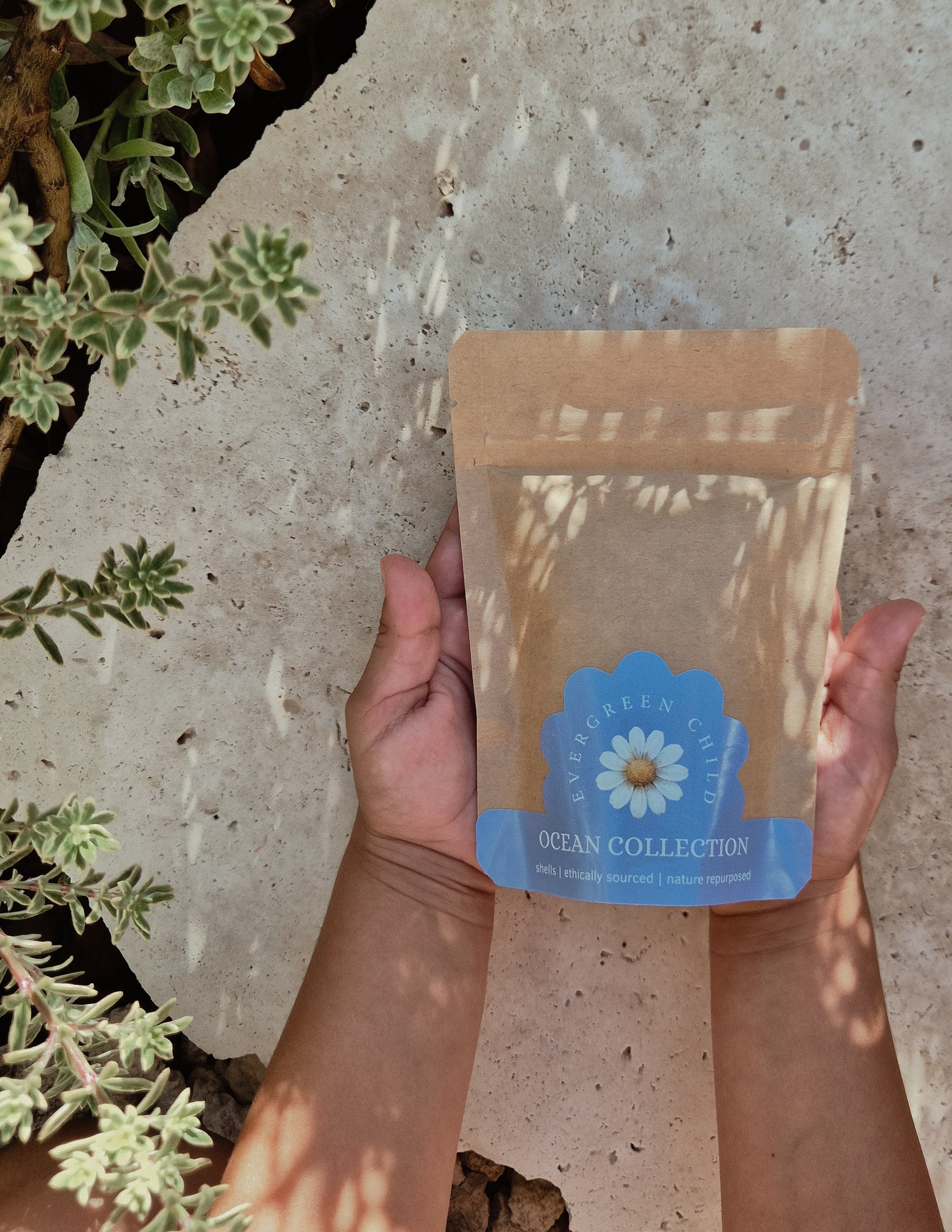 White Operculum Shells