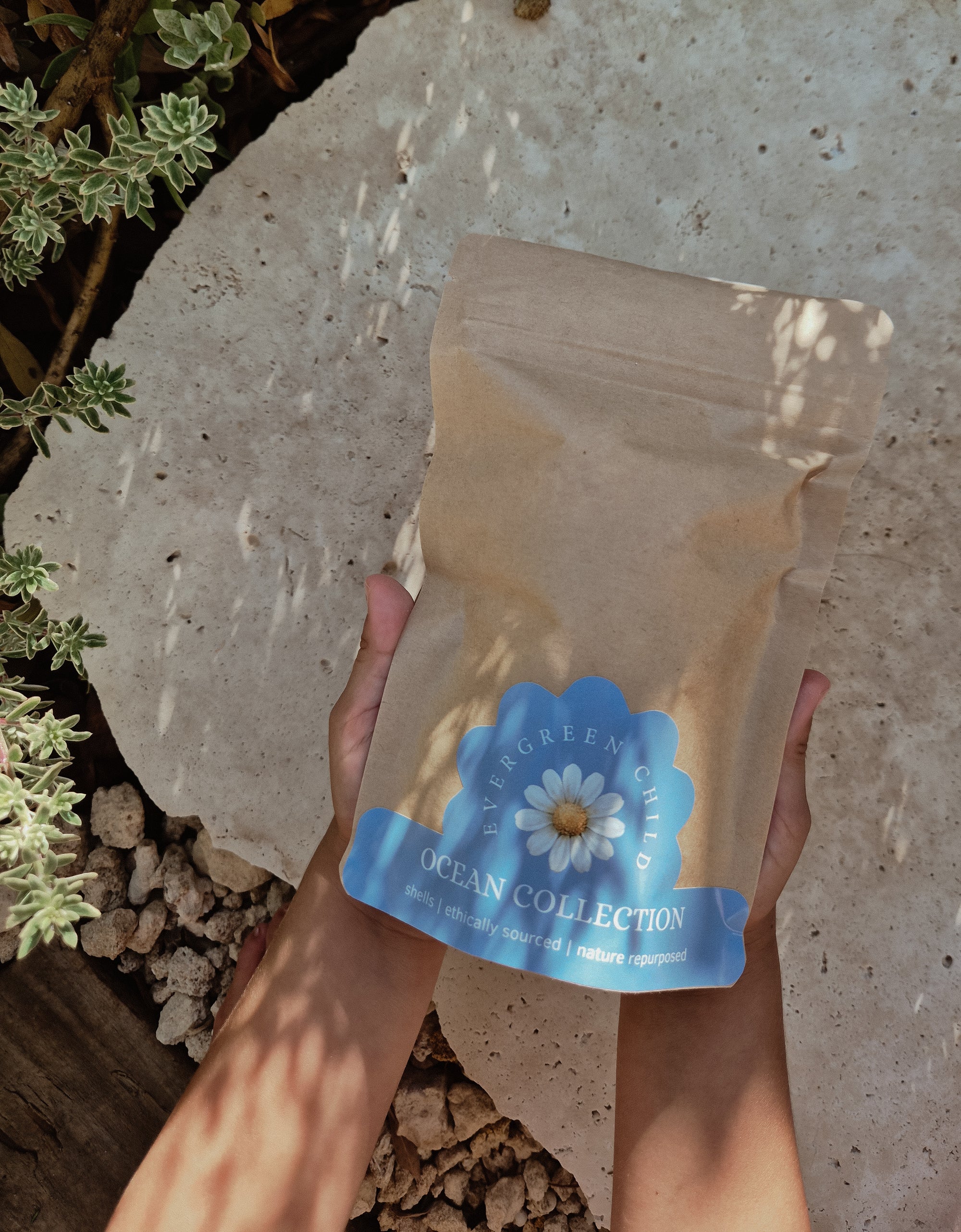 Strombus Urceus Shells