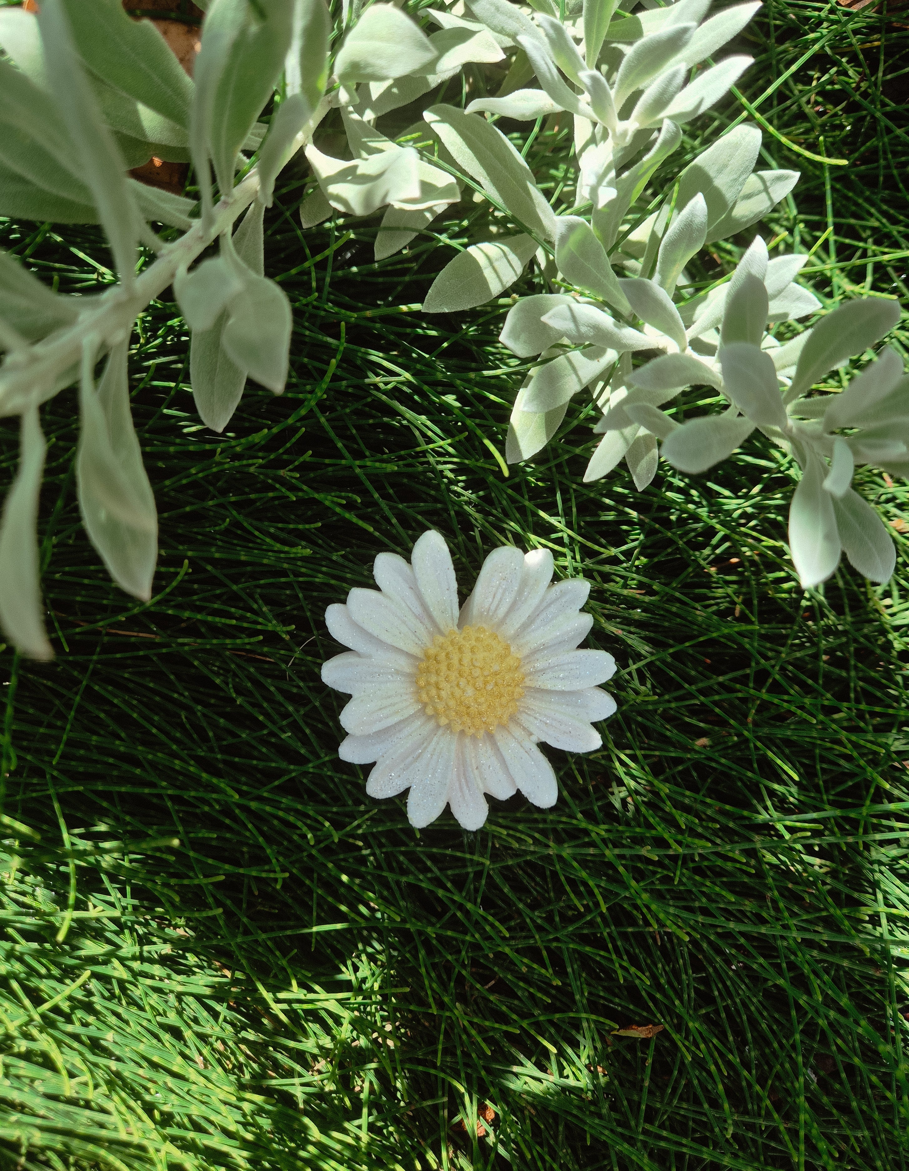 Daisy Fizzer