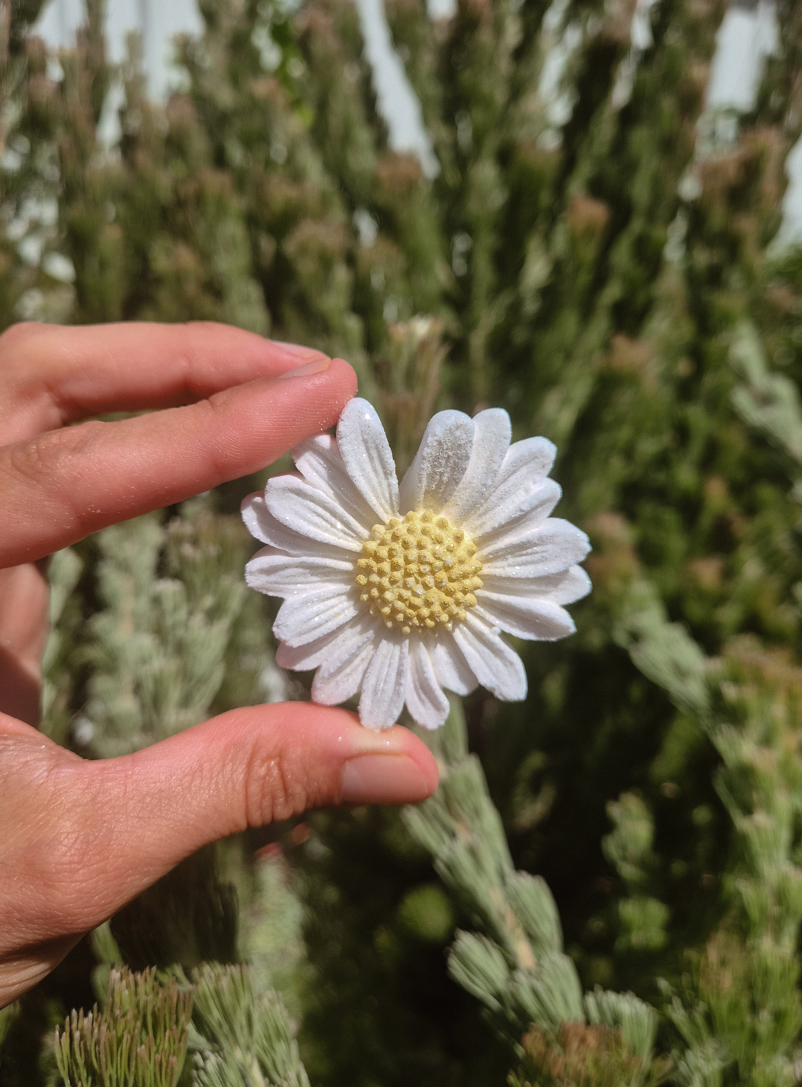 Daisy Fizzer