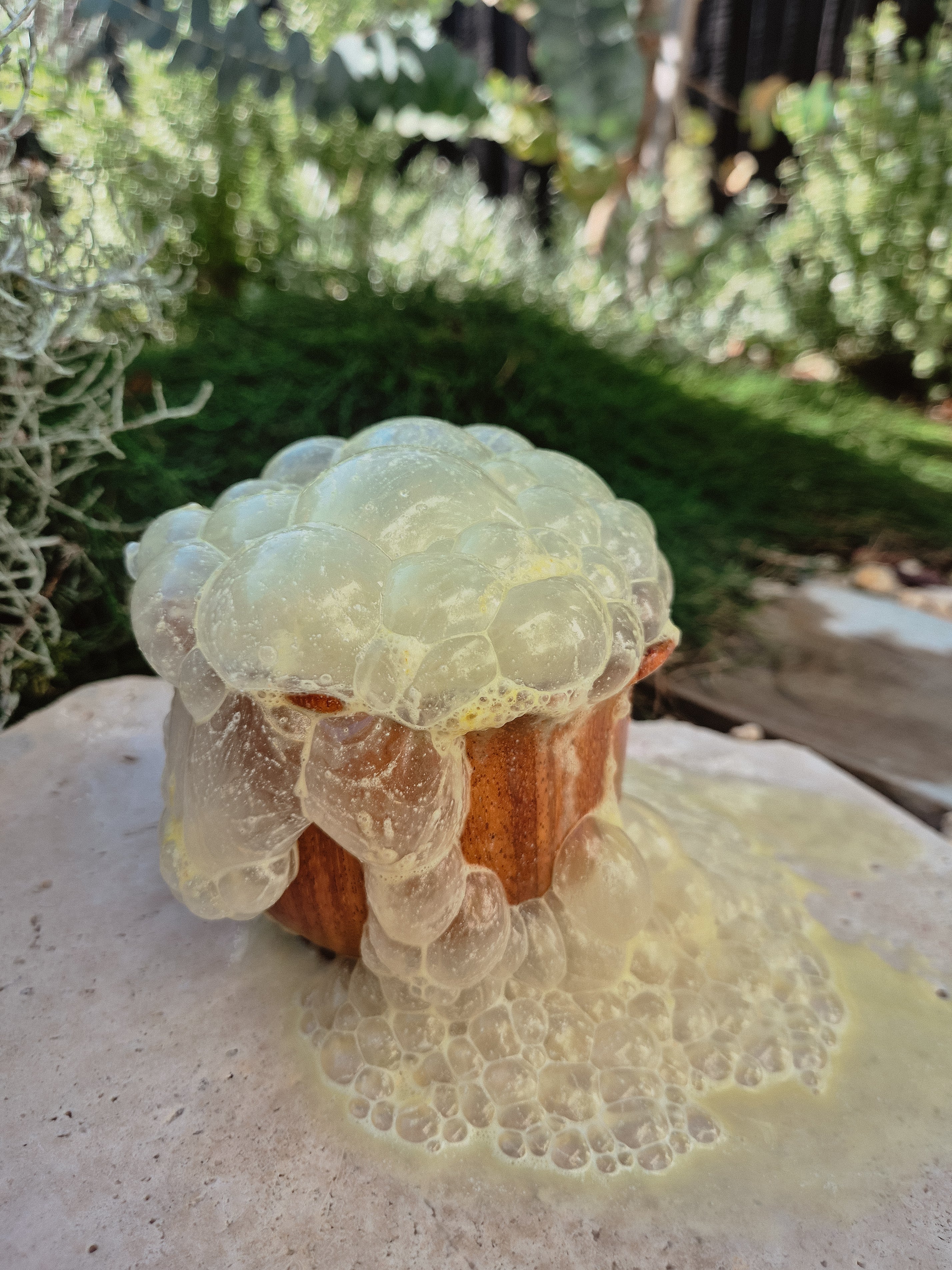 Bloom~Fizz
