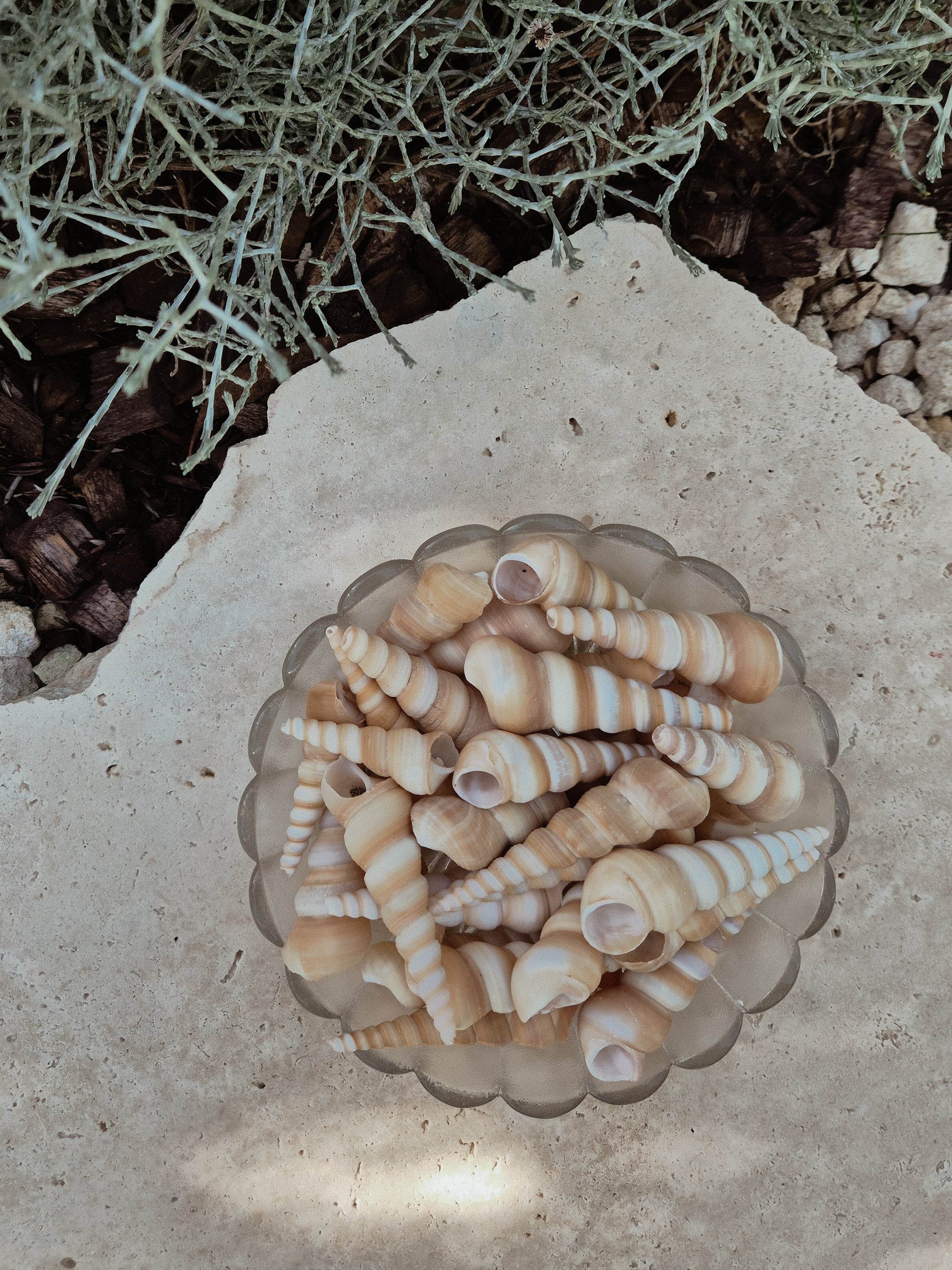Terebra Turitella Shells