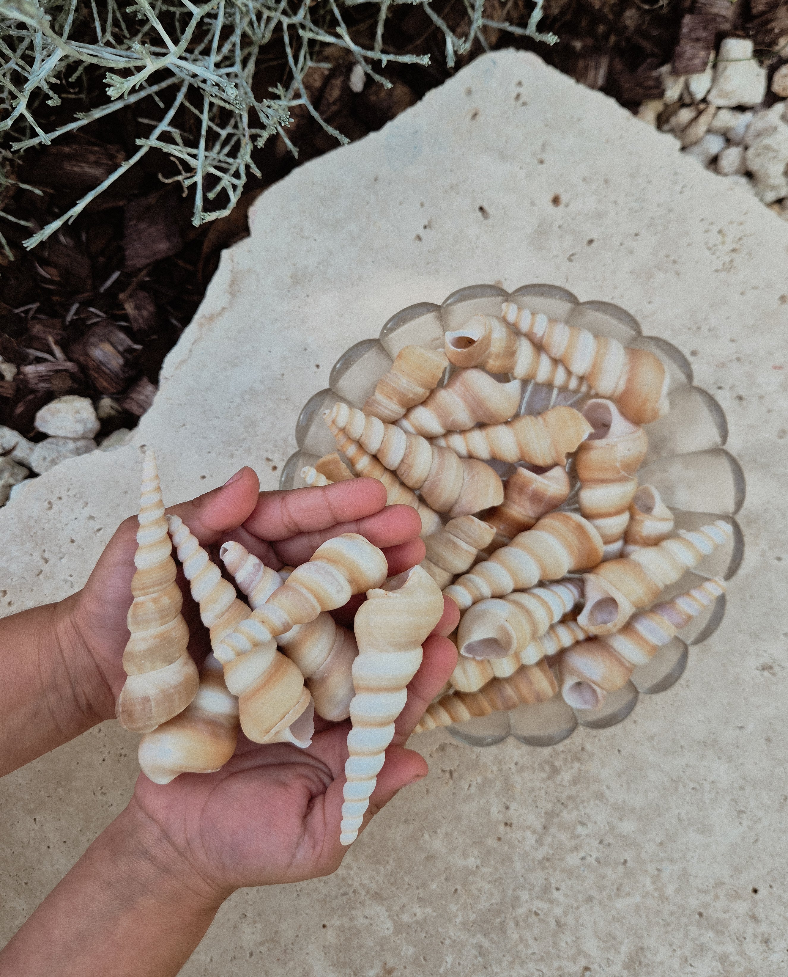Terebra Turitella Shells