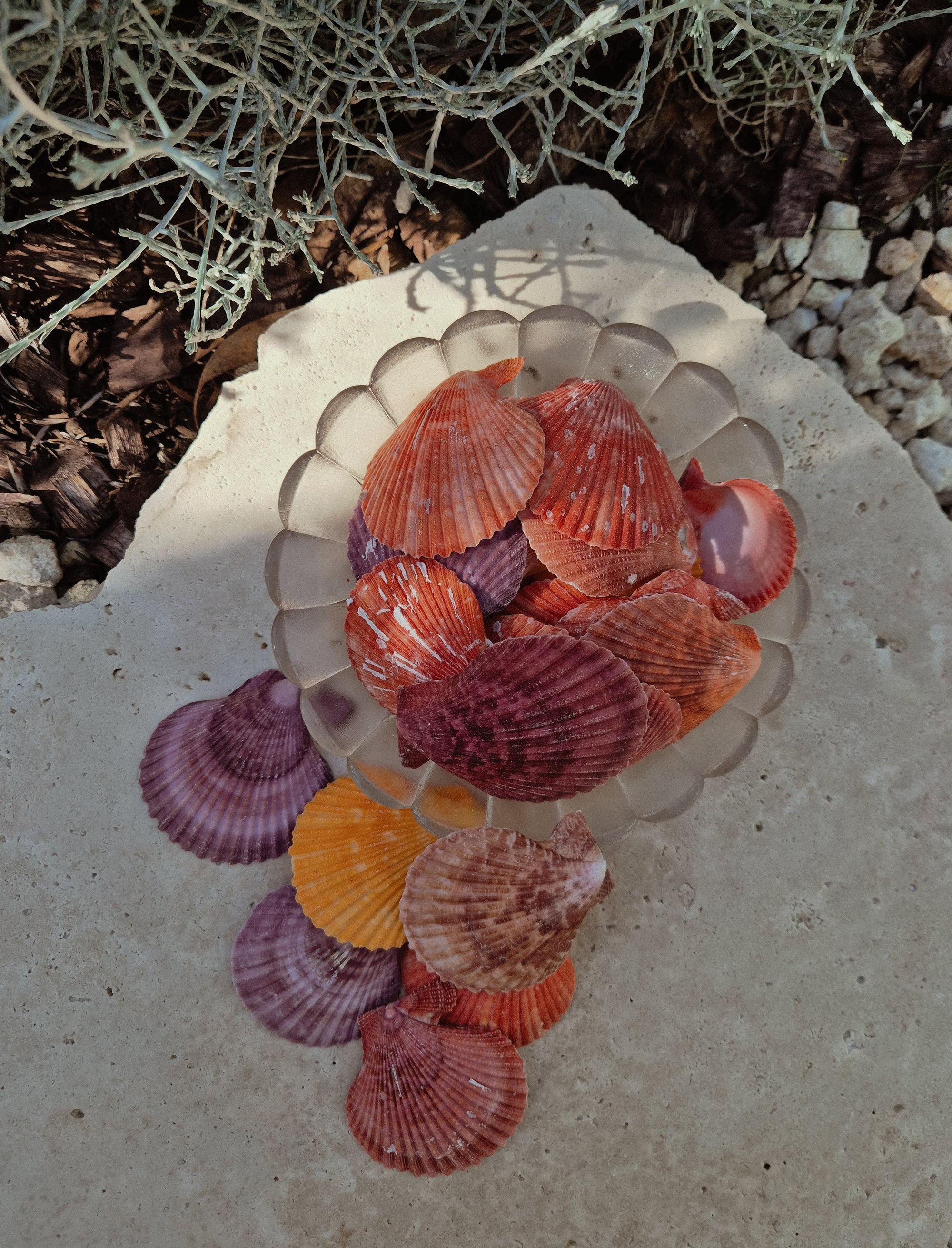 Nobilis Pectens Shells