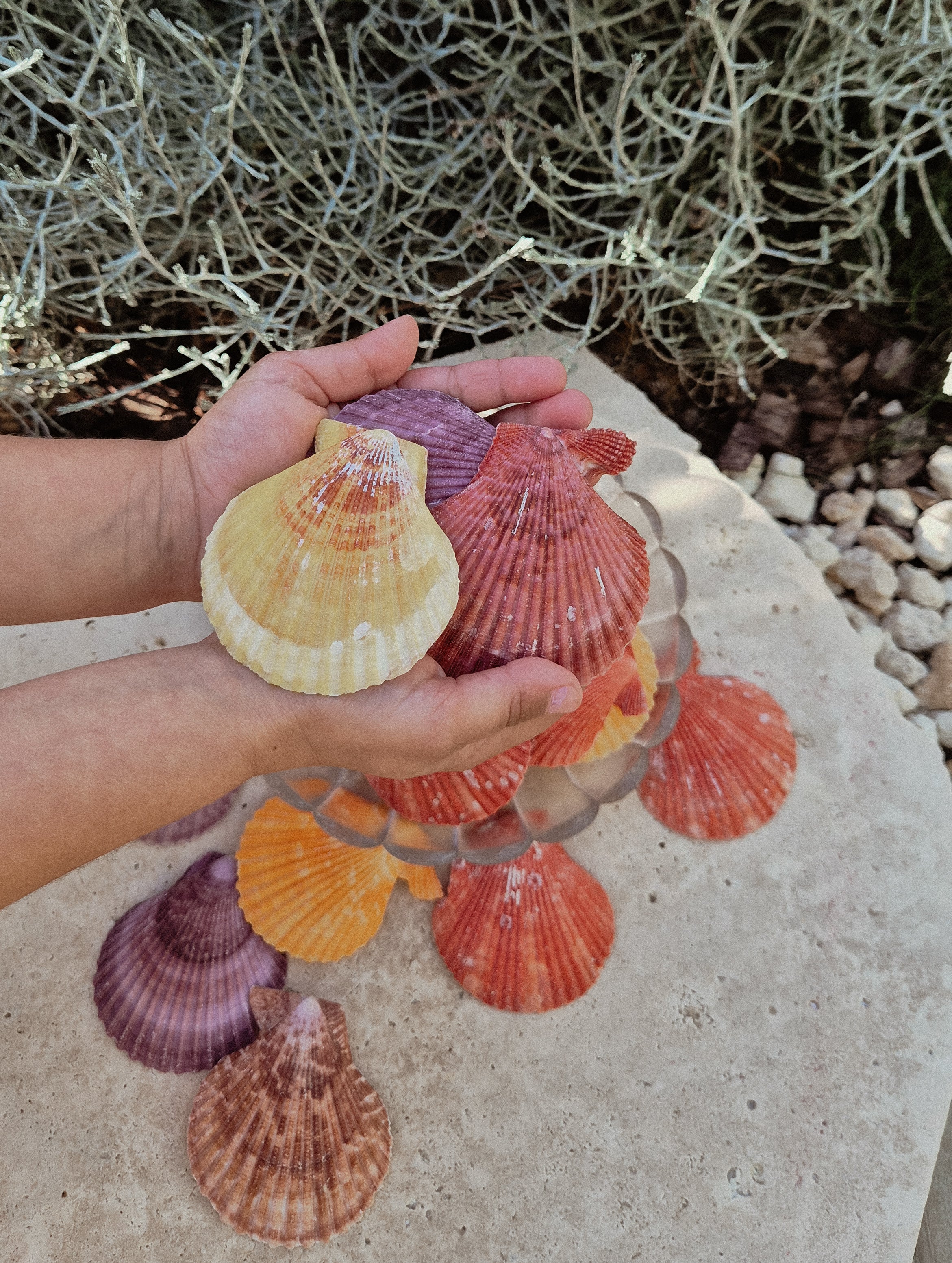 Nobilis Pectens Shells