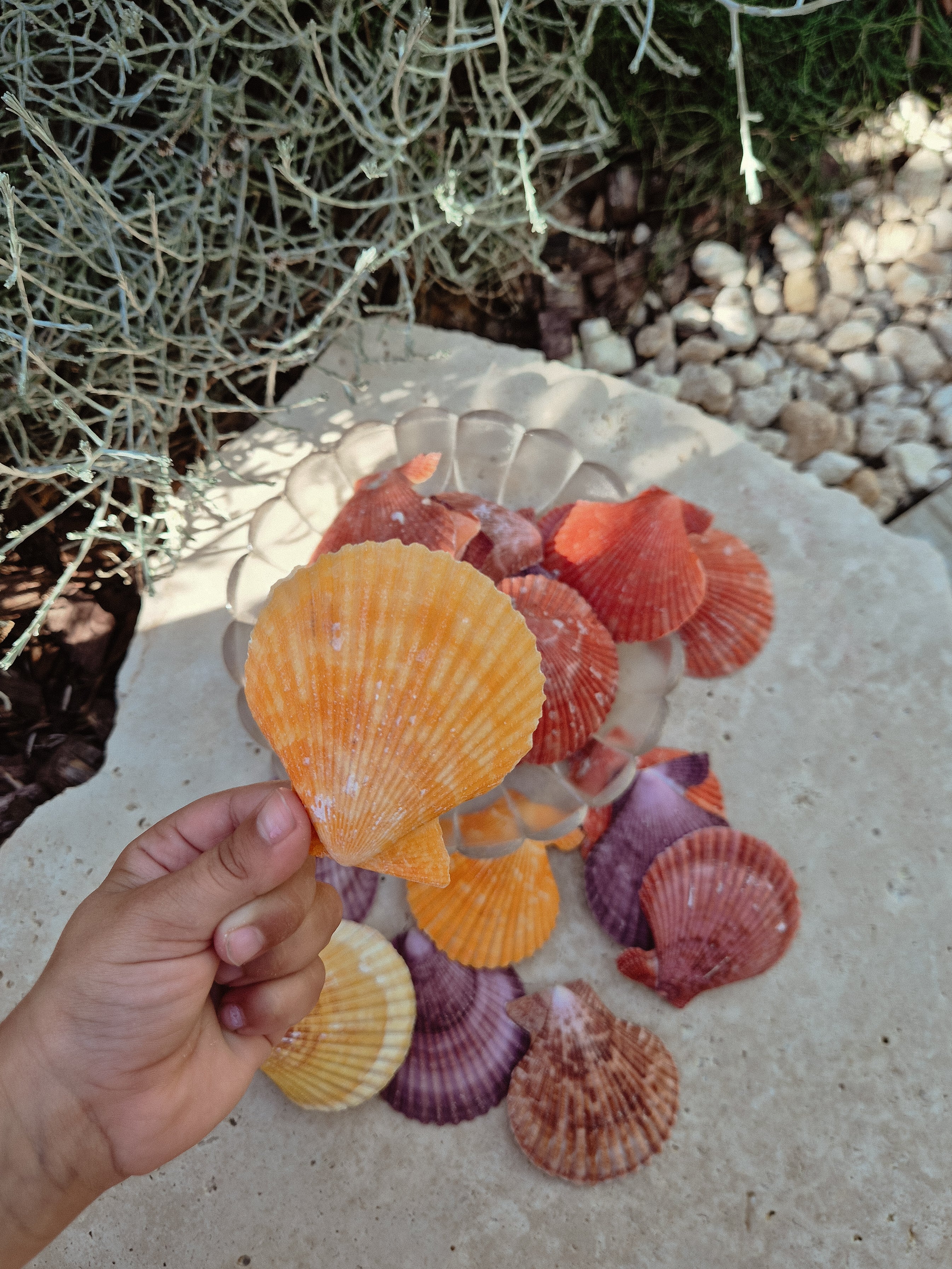 Nobilis Pectens Shells