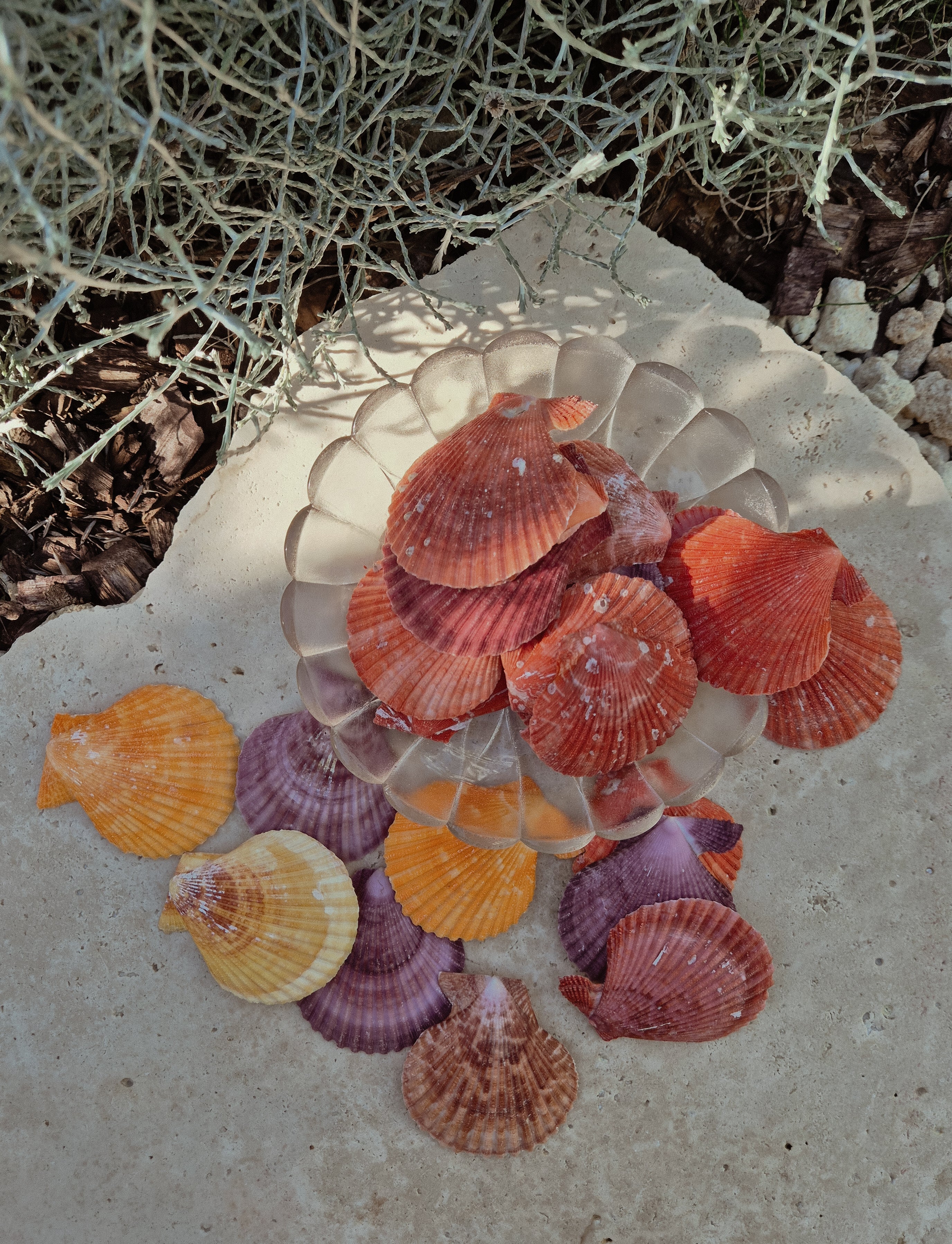 Nobilis Pectens Shells