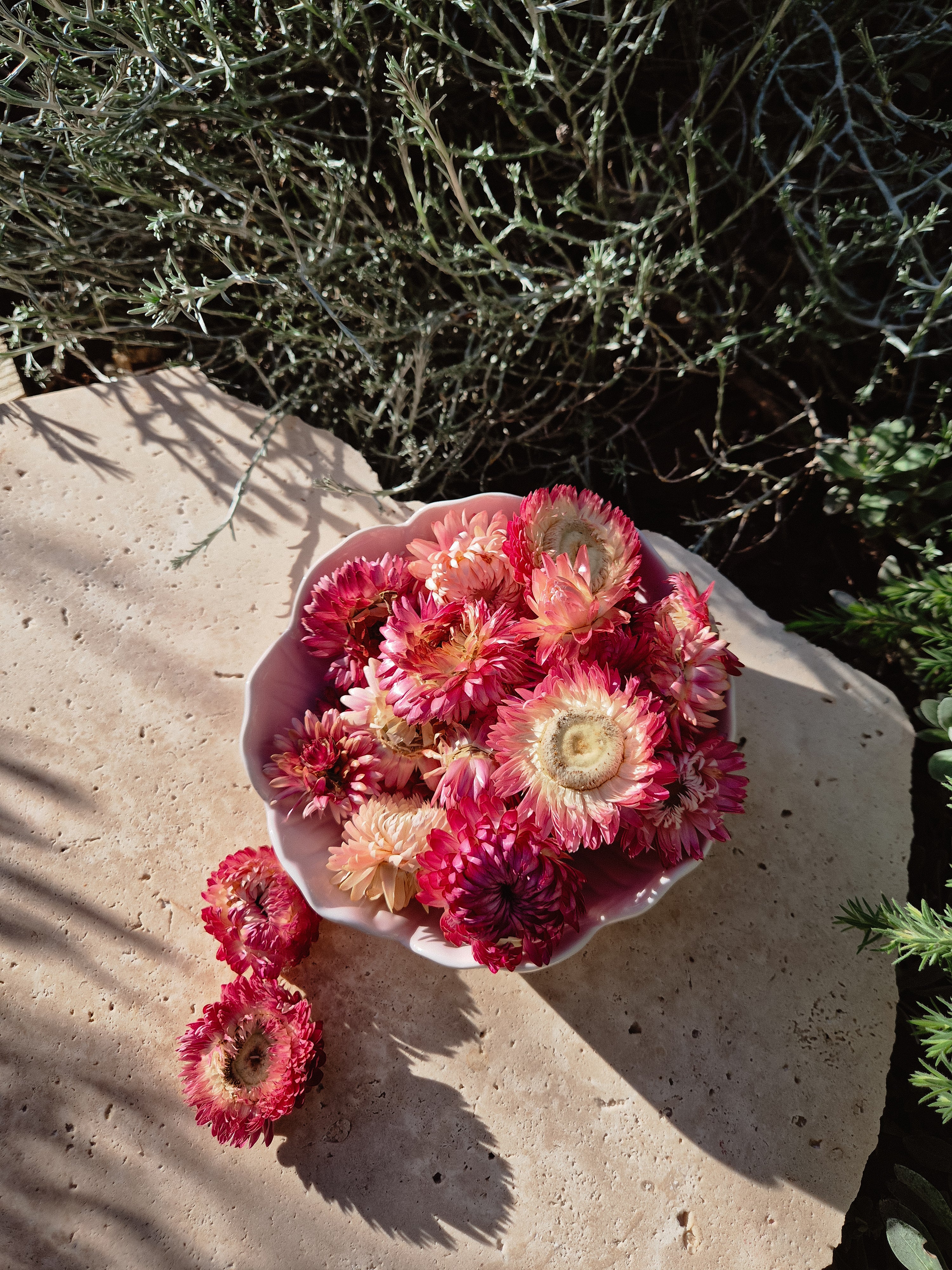 Pink Strawflower
