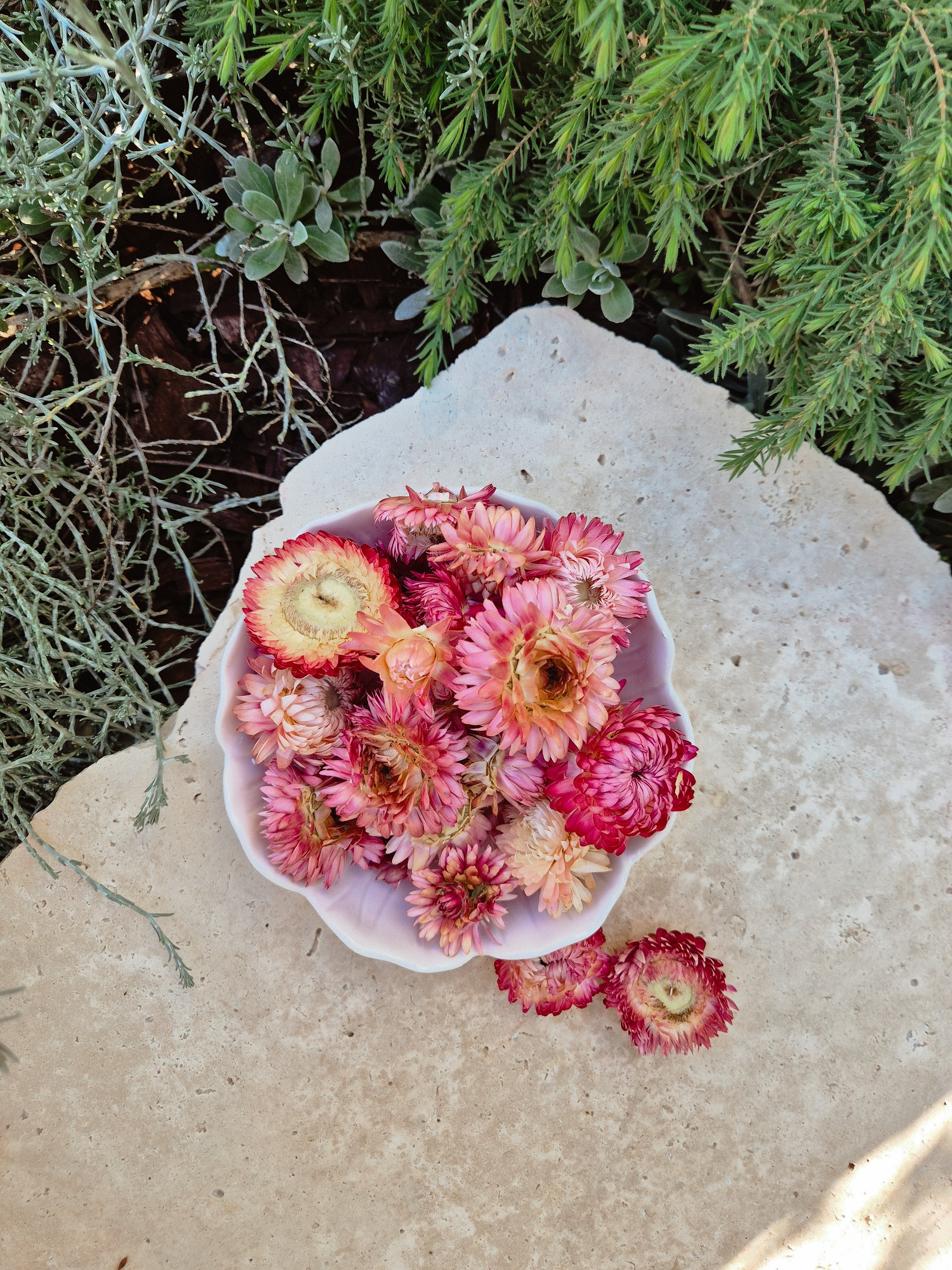 Pink Strawflower