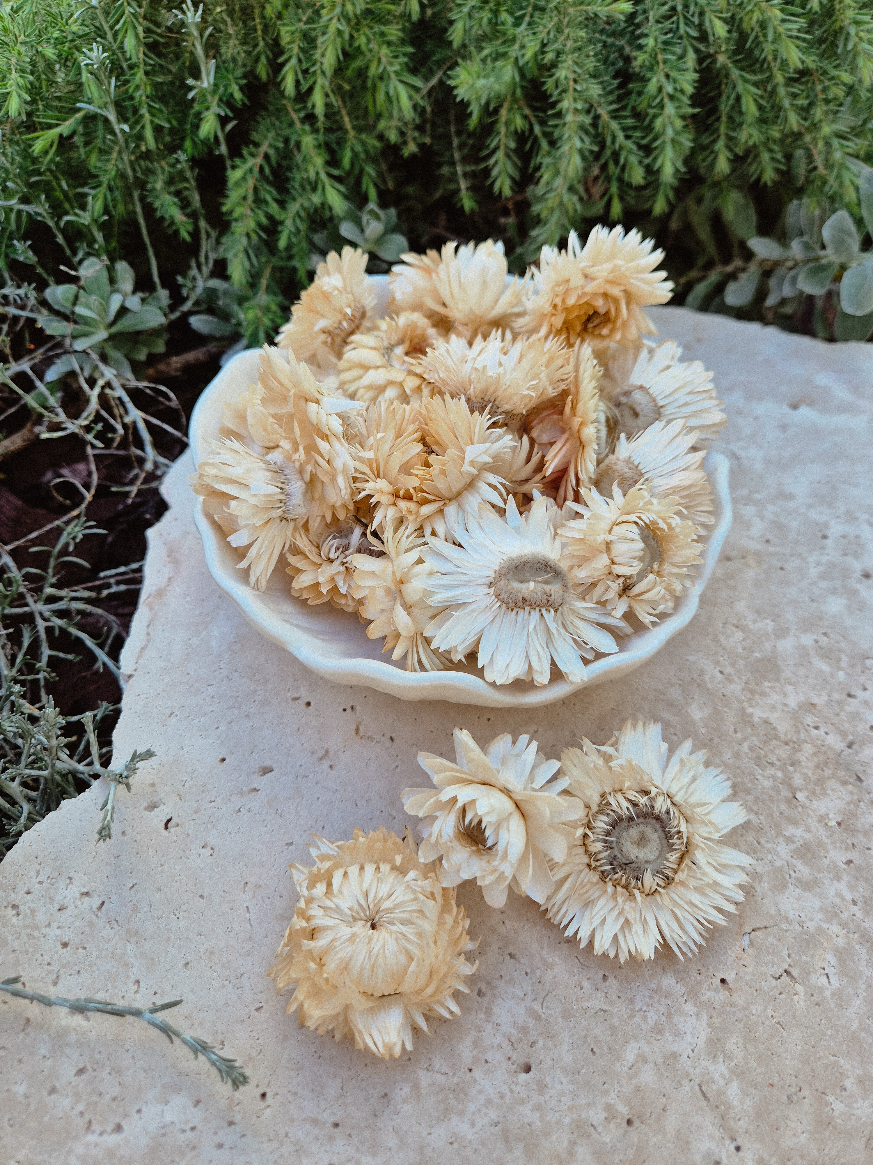 White Strawflower