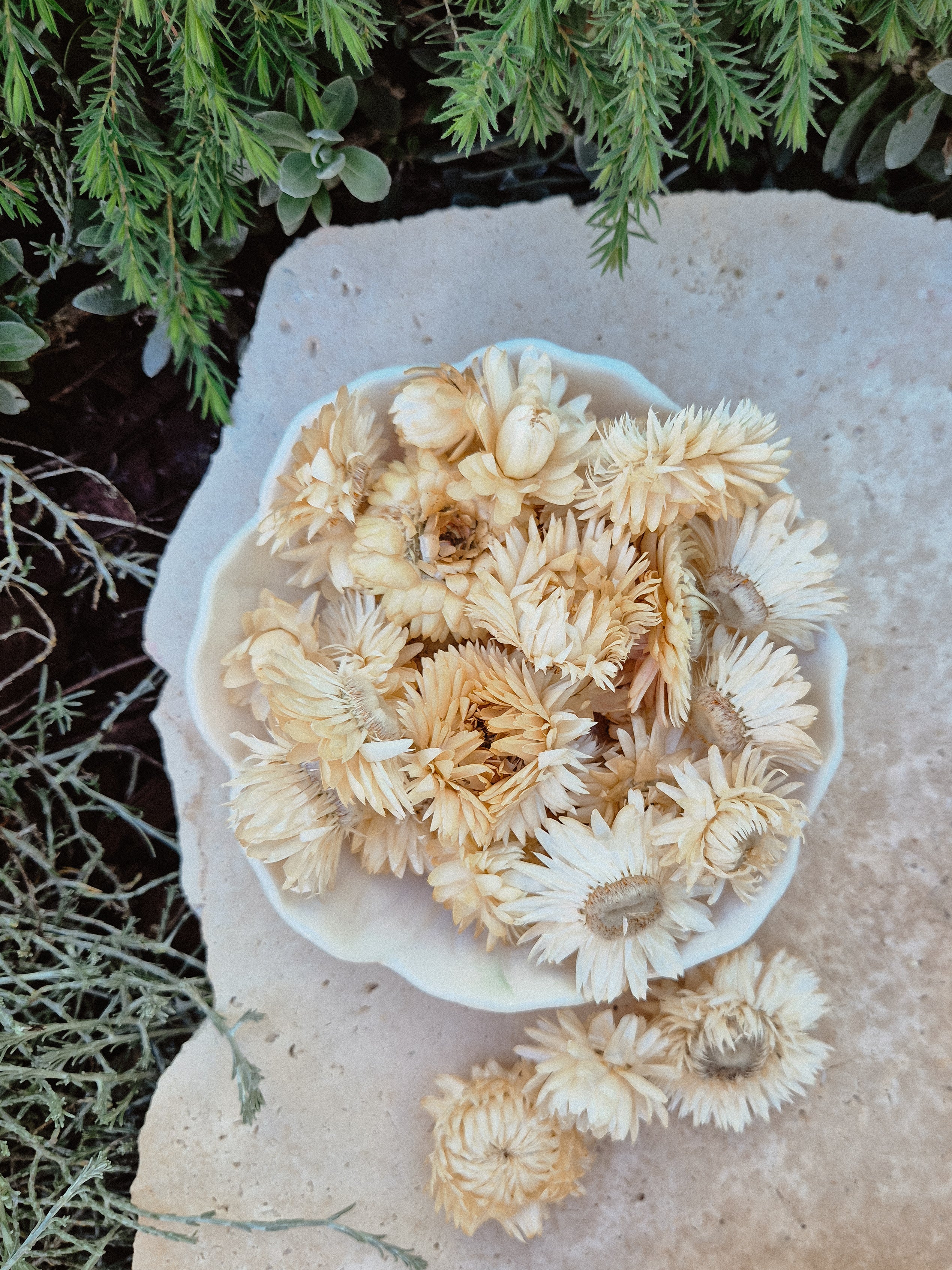 White Strawflower