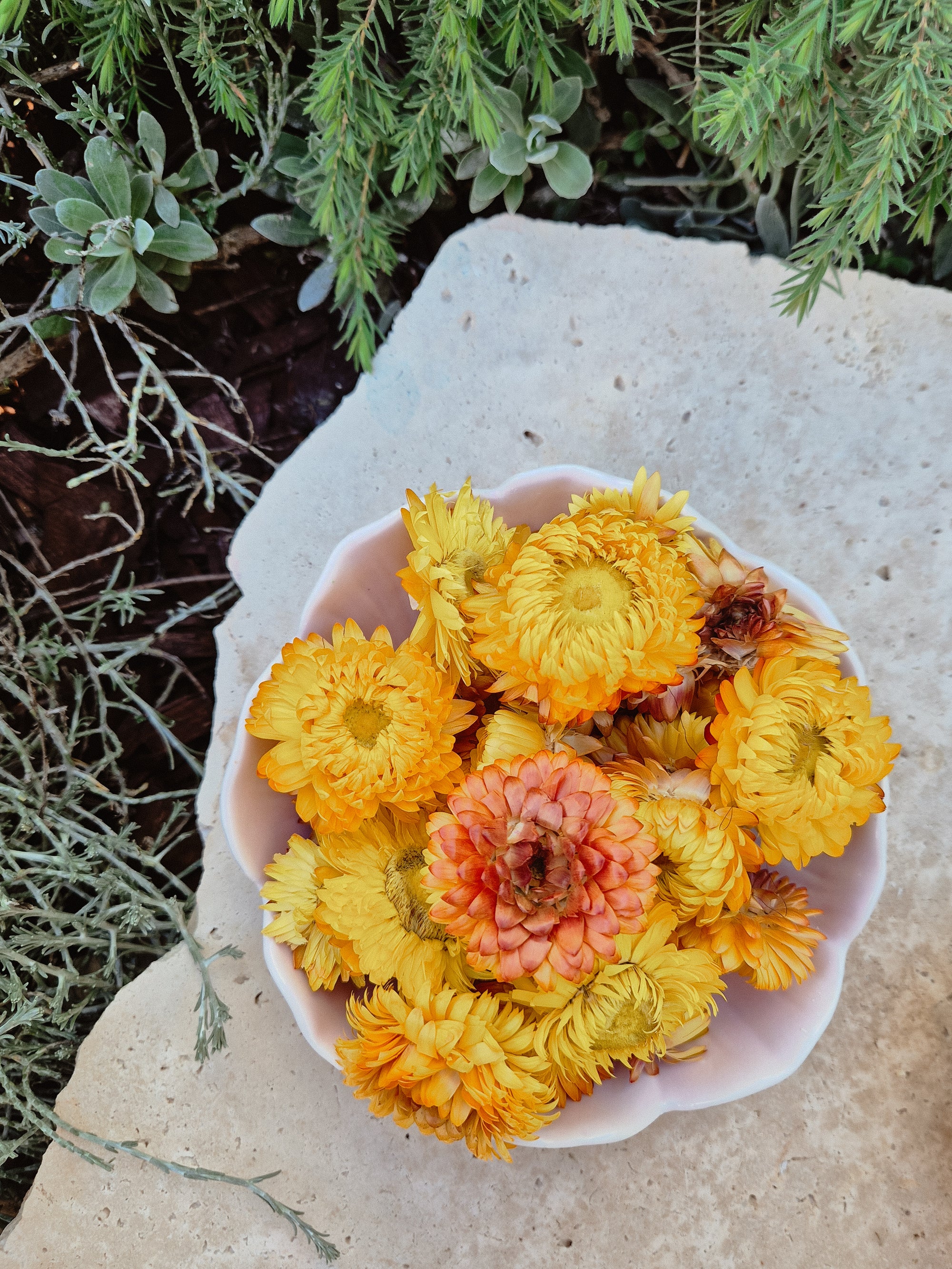 Yellow Strawflower