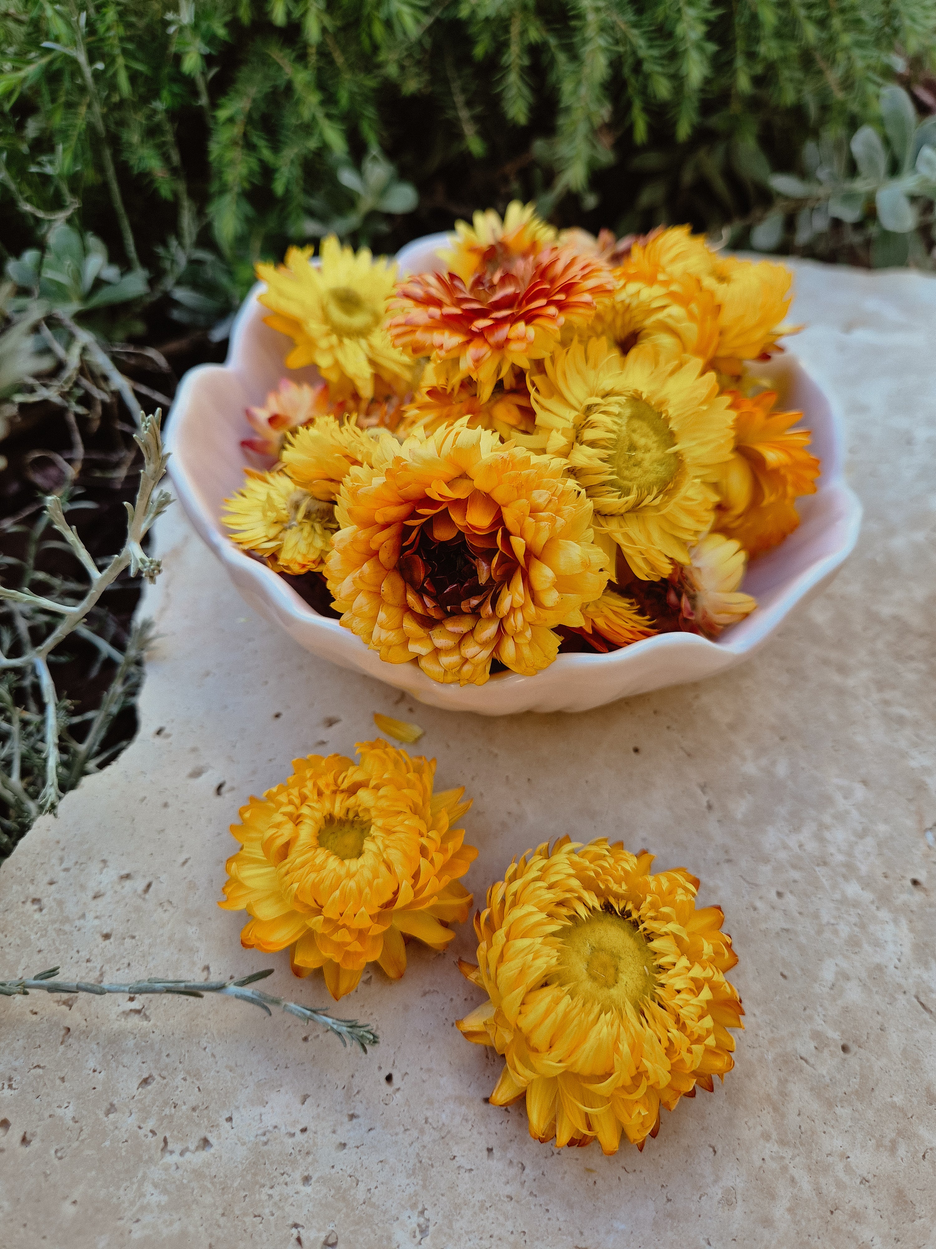 Yellow Strawflower