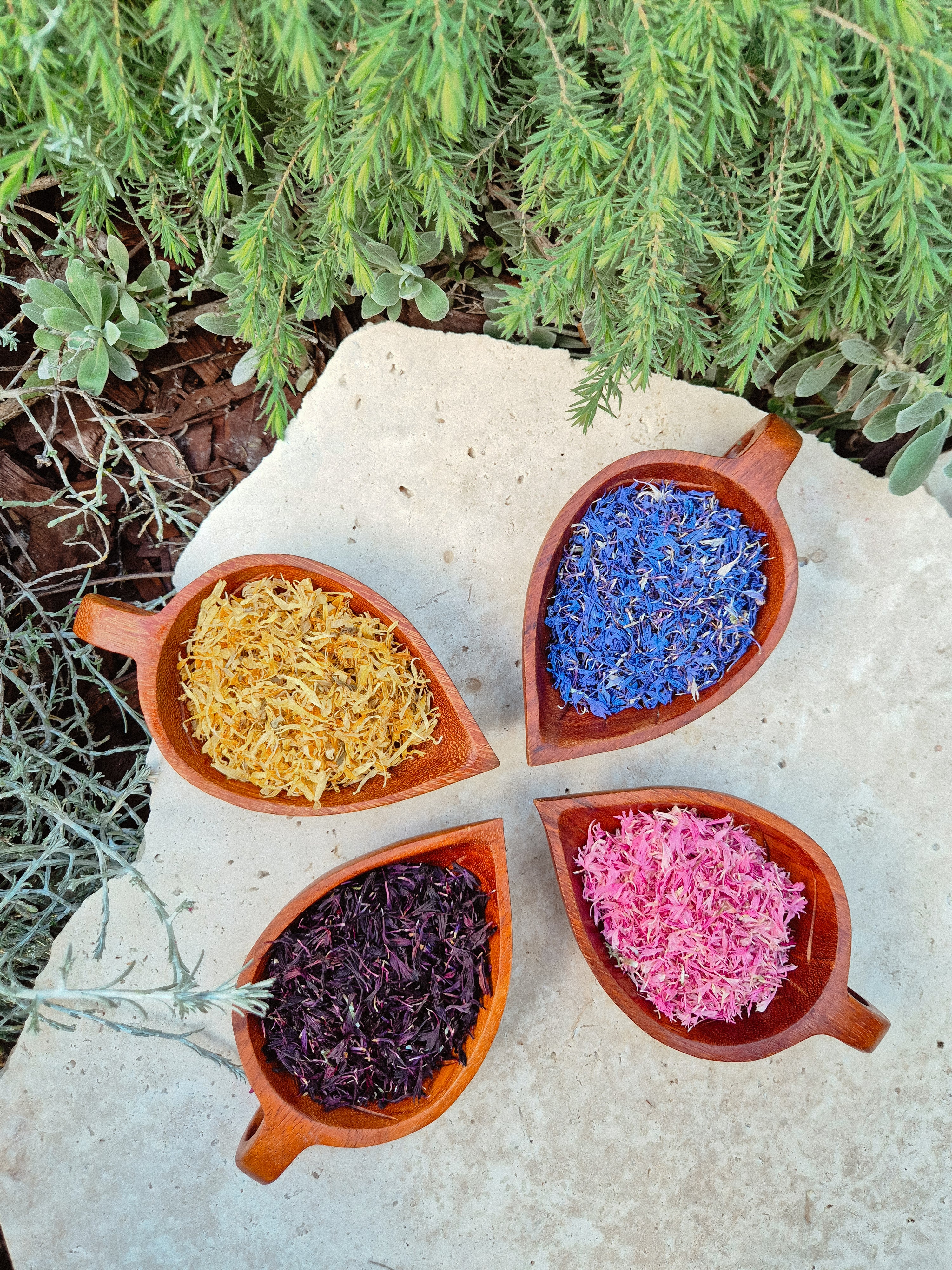 Purple Cornflower Petals