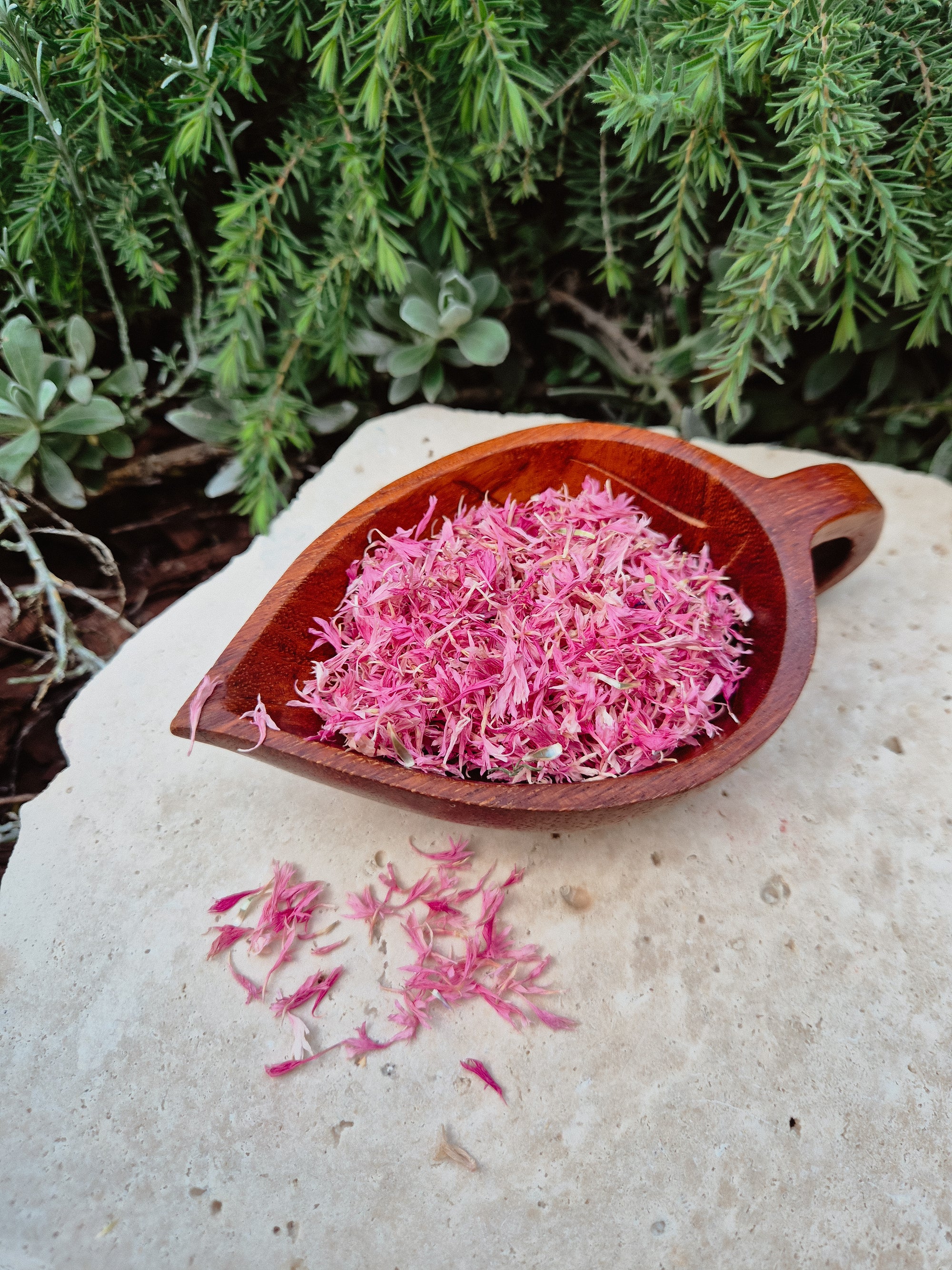 Pink Cornflower Petals