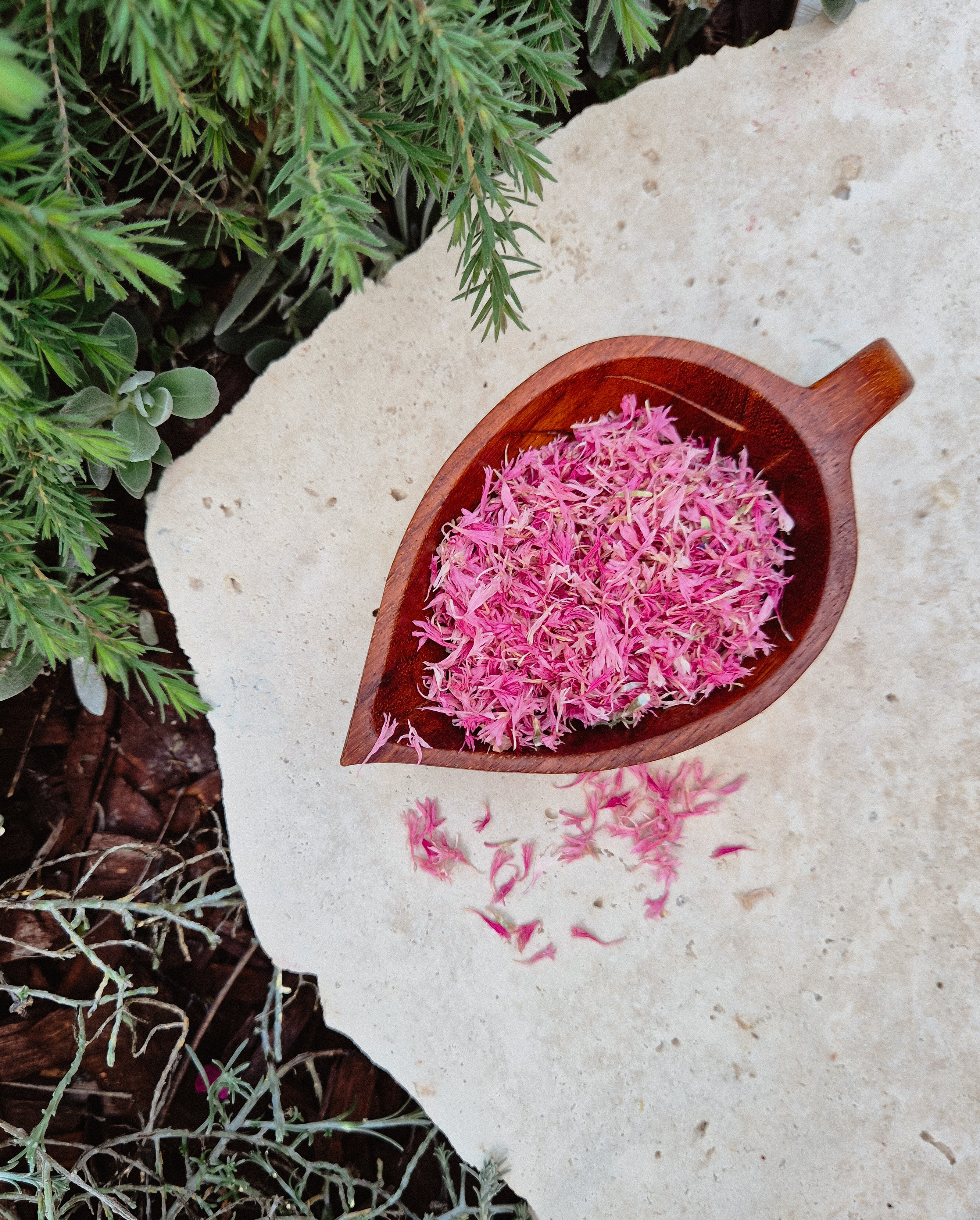 Pink Cornflower Petals