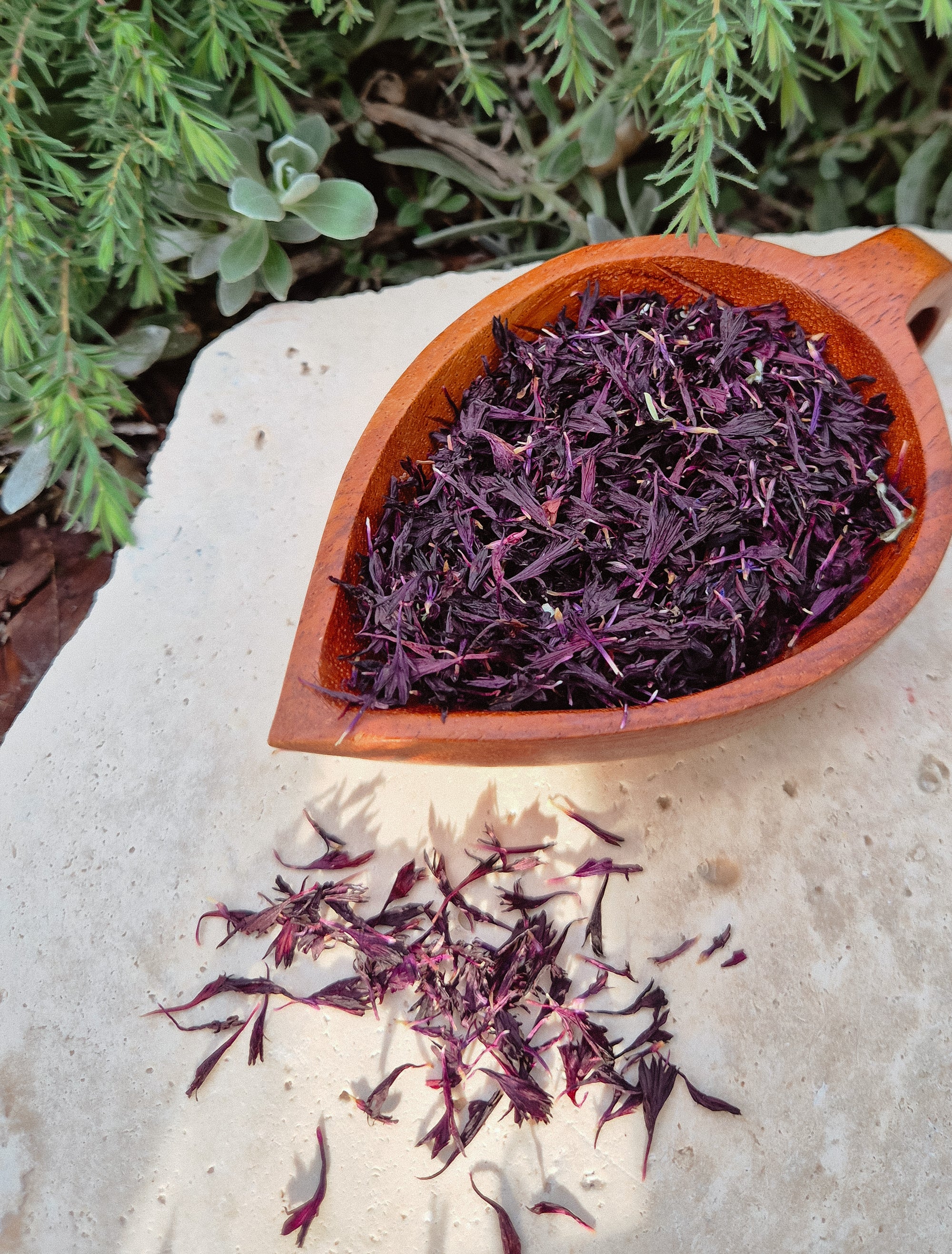 Purple Cornflower Petals