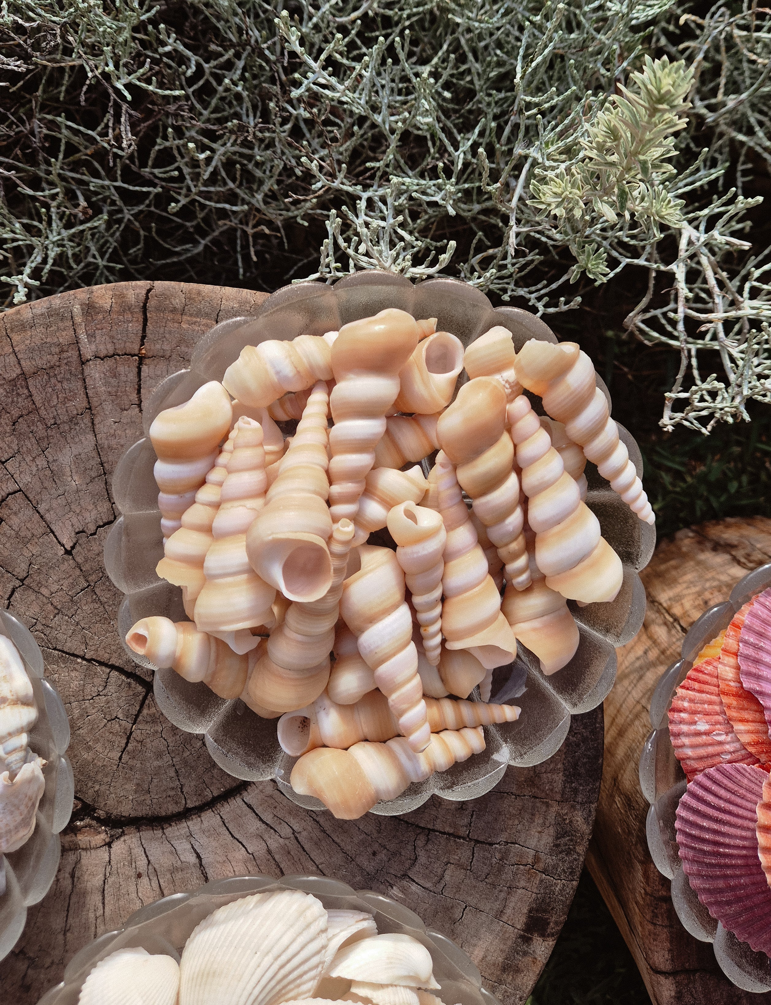 Terebra Turitella Shells