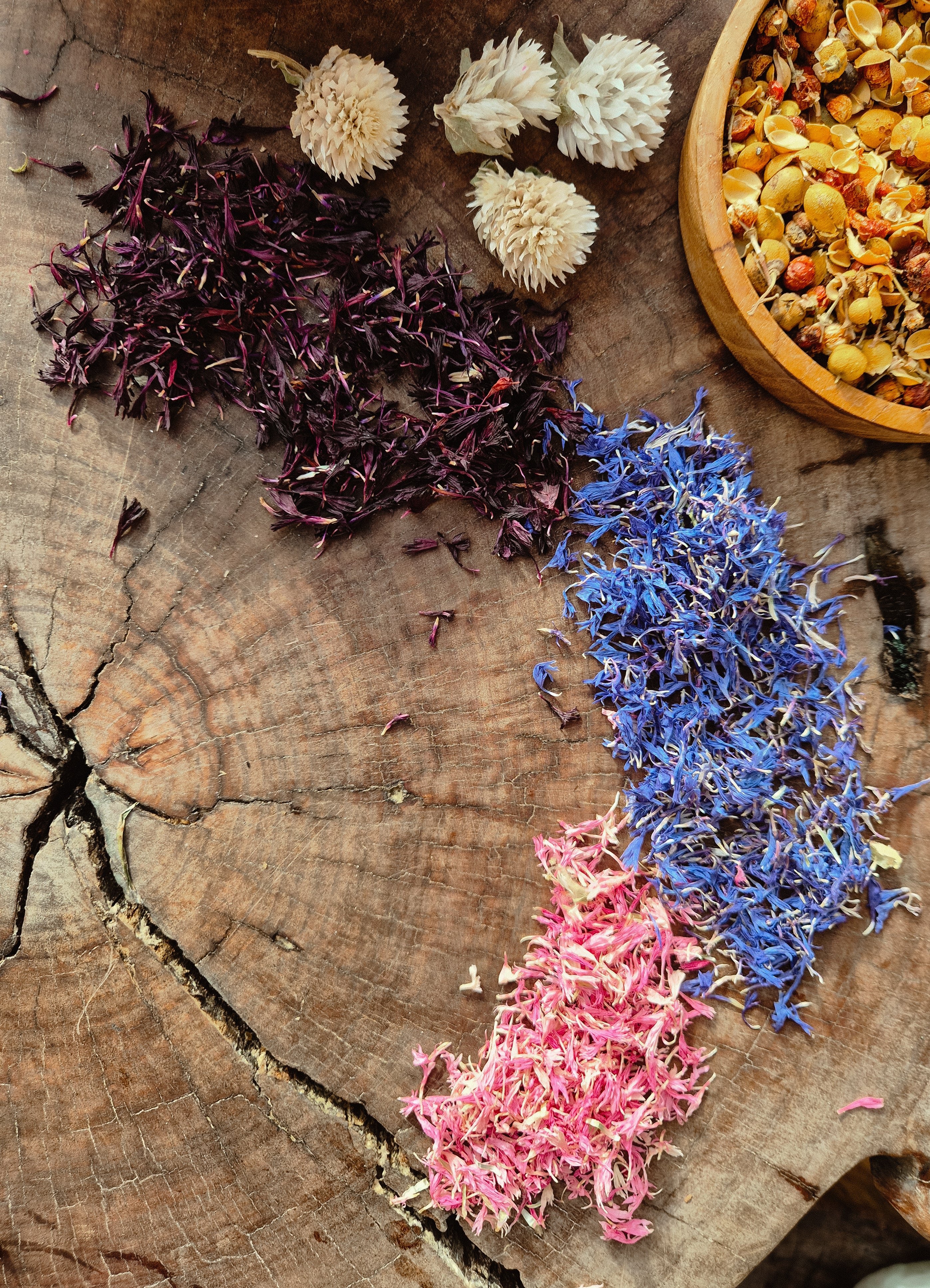 Purple Cornflower Petals