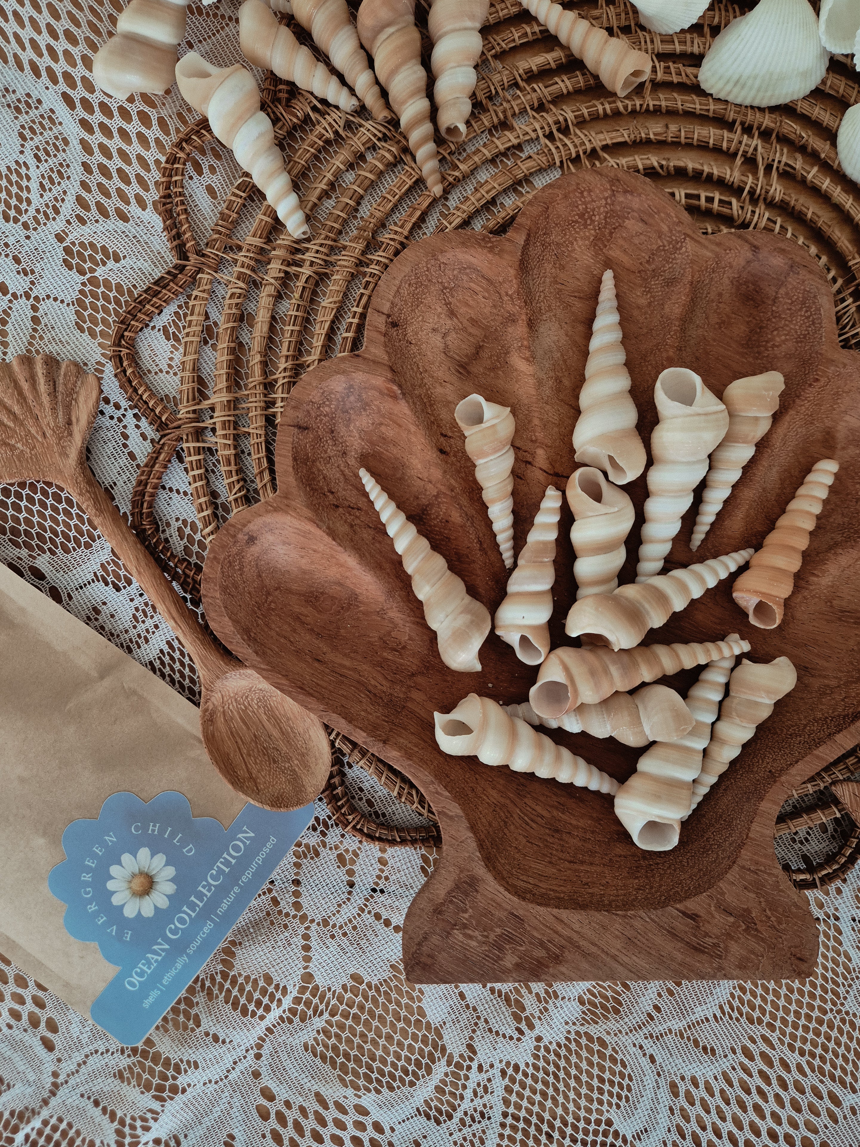 Terebra Turitella Shells