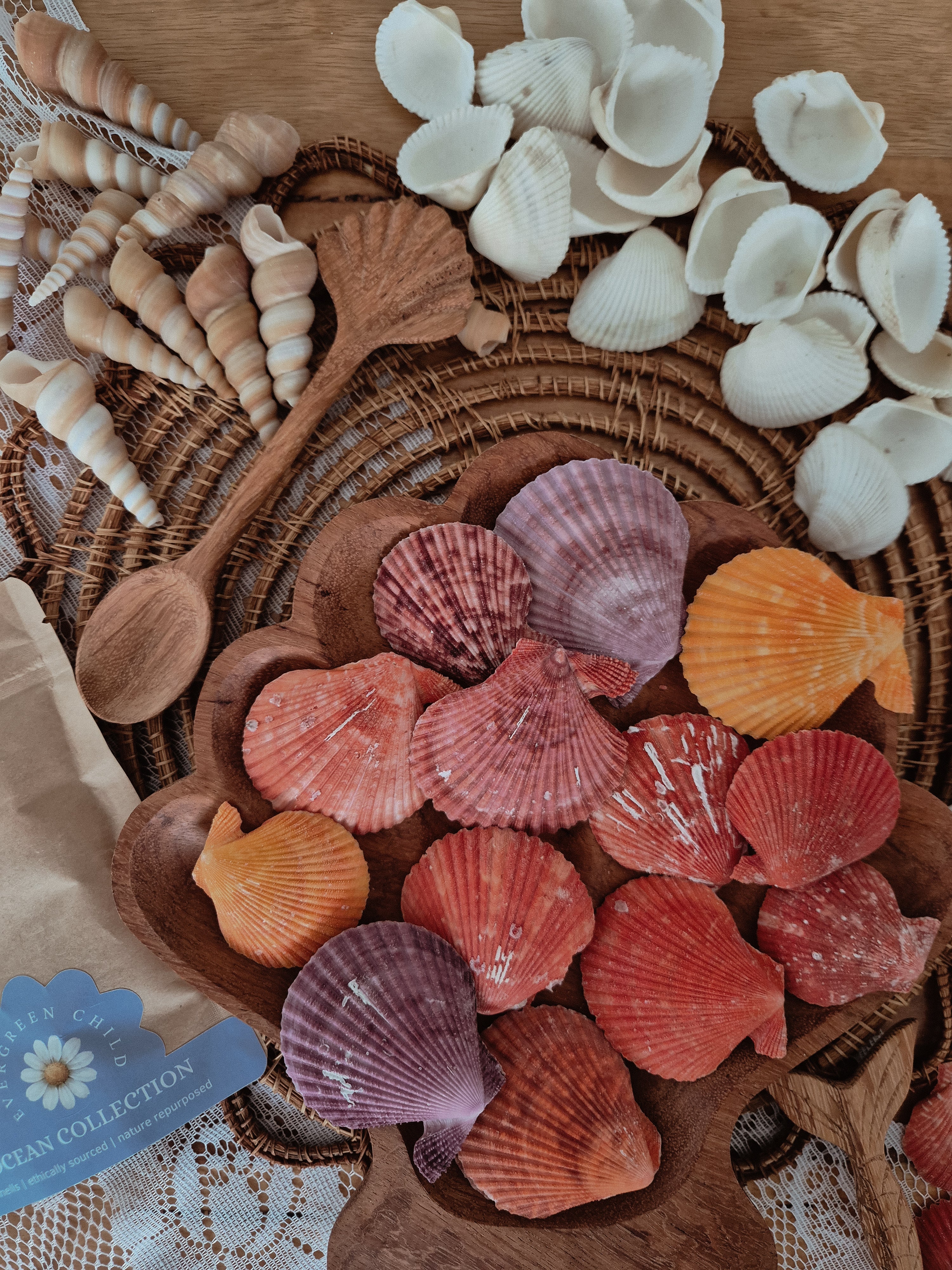 Nobilis Pectens Shells