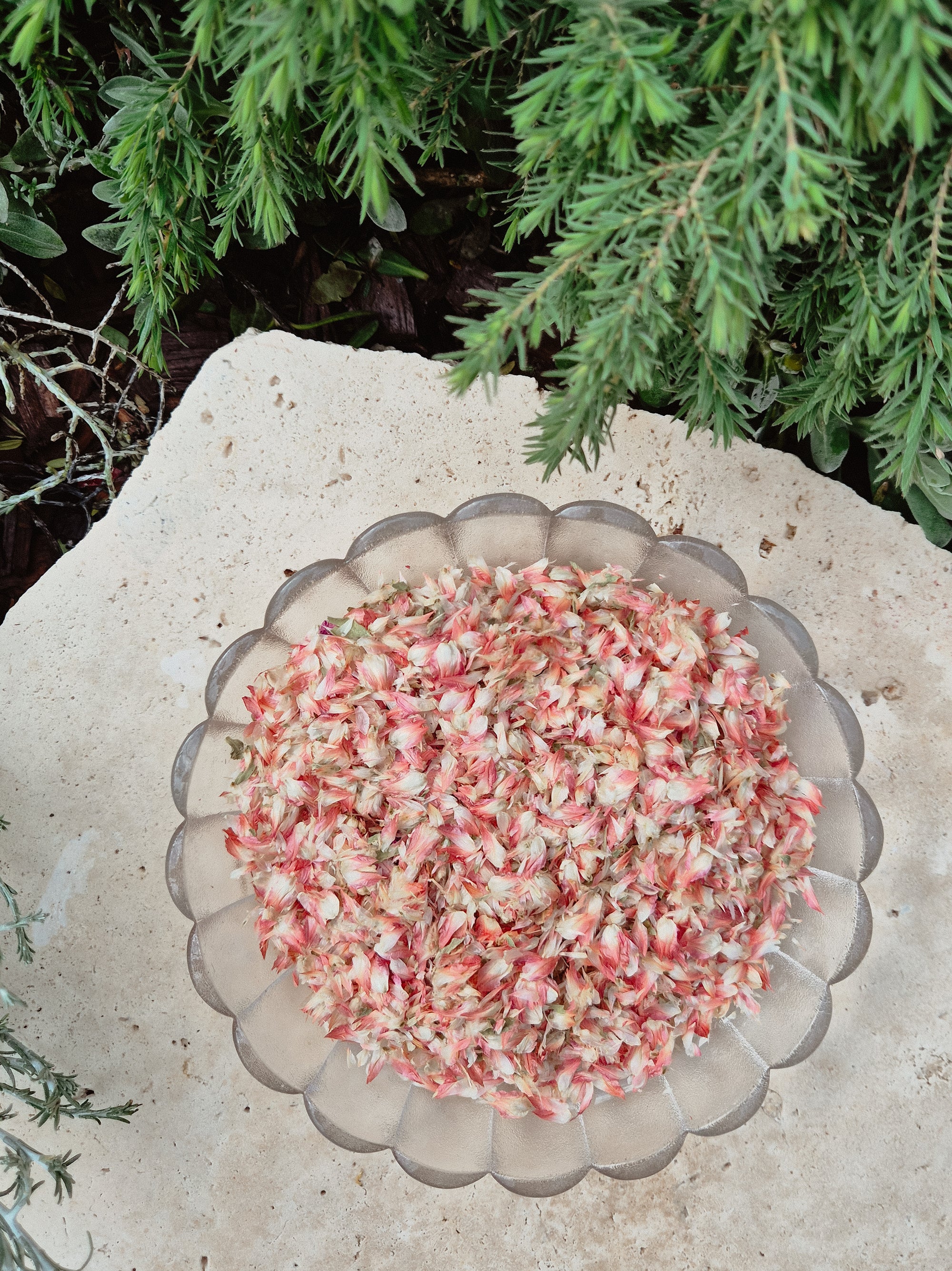 Red Plum Petals