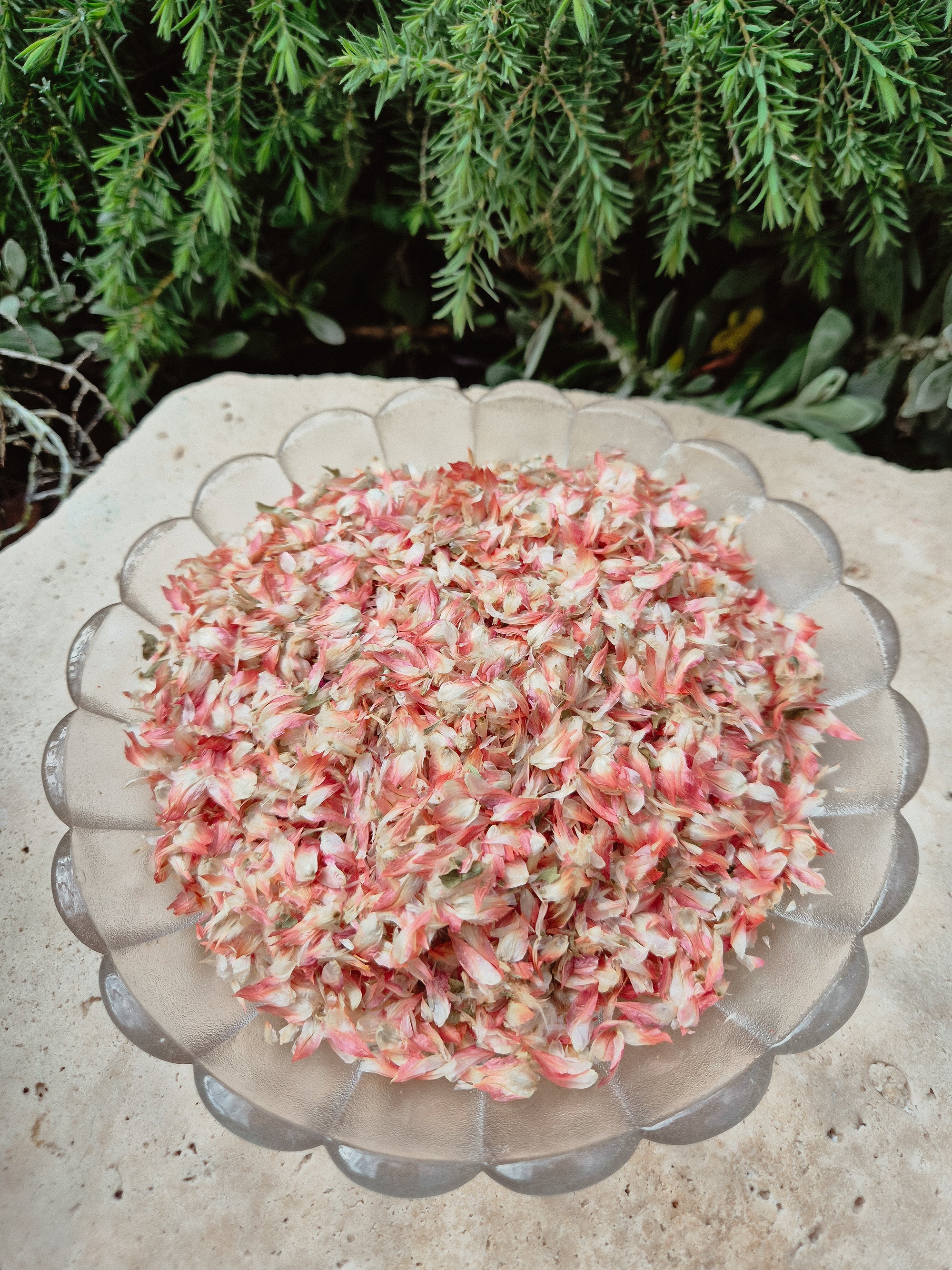 Red Plum Petals